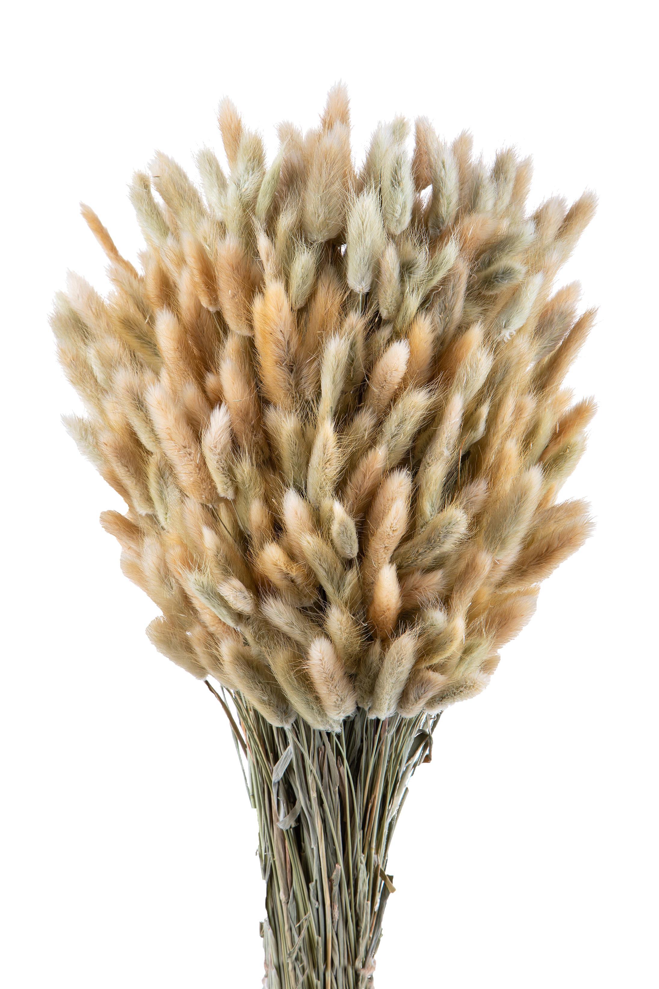 NATURAL PRODUCTS DRIED FLOWERS AND ERBS, NATURAL GRASS, LAGURUS NATURALE MAZZO