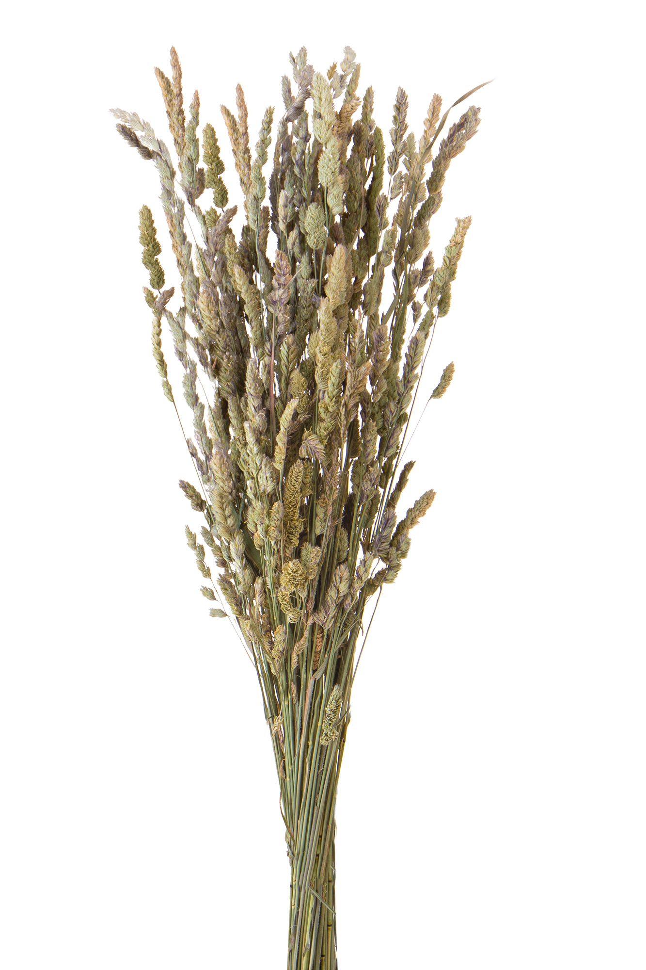 NATURAL PRODUCTS DRIED FLOWERS AND ERBS,PALEONE - DACTILIS NAT A KG