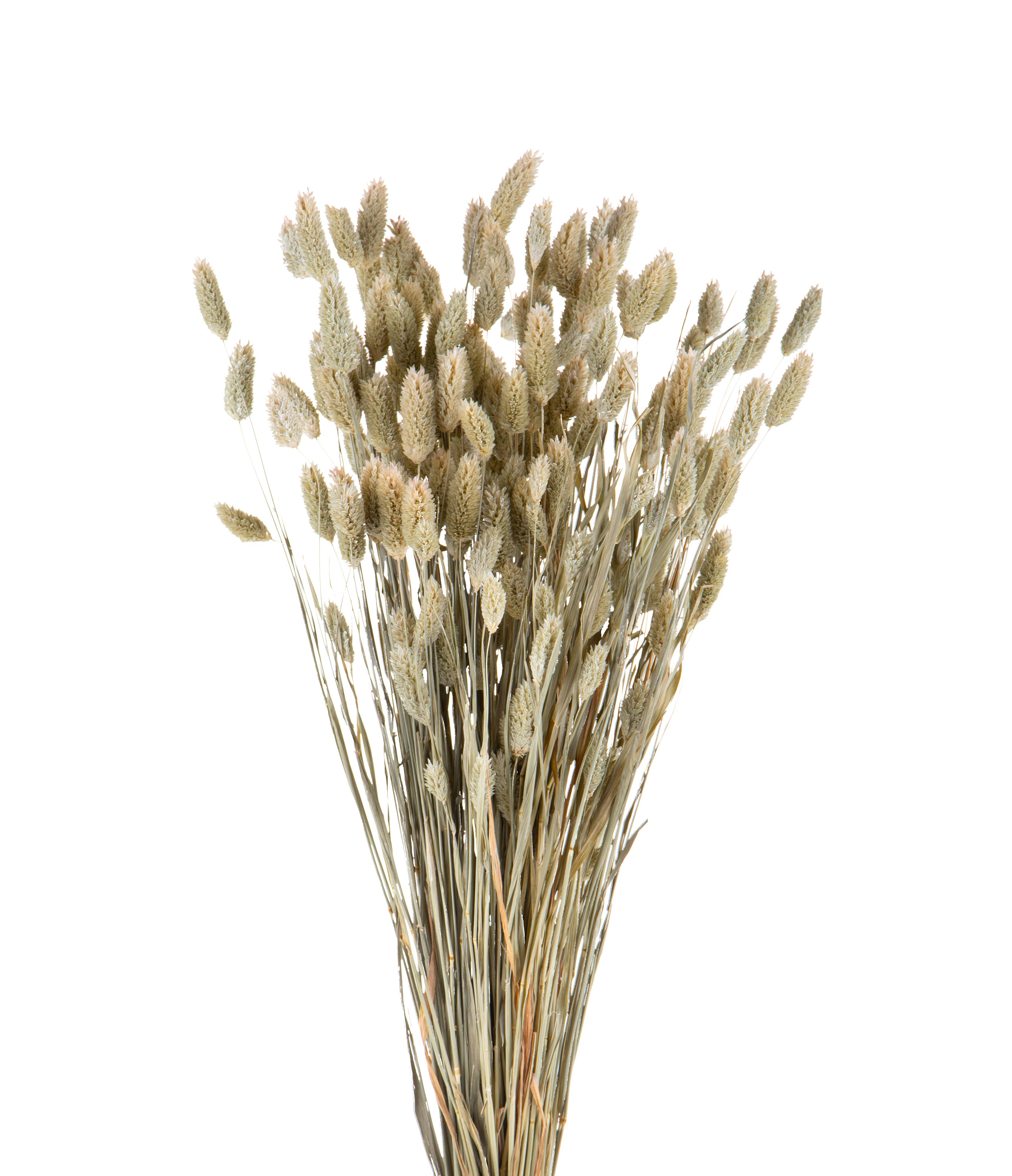 NATURAL PRODUCTS DRIED FLOWERS AND ERBS,PHALARIS NATURALE MAZZO