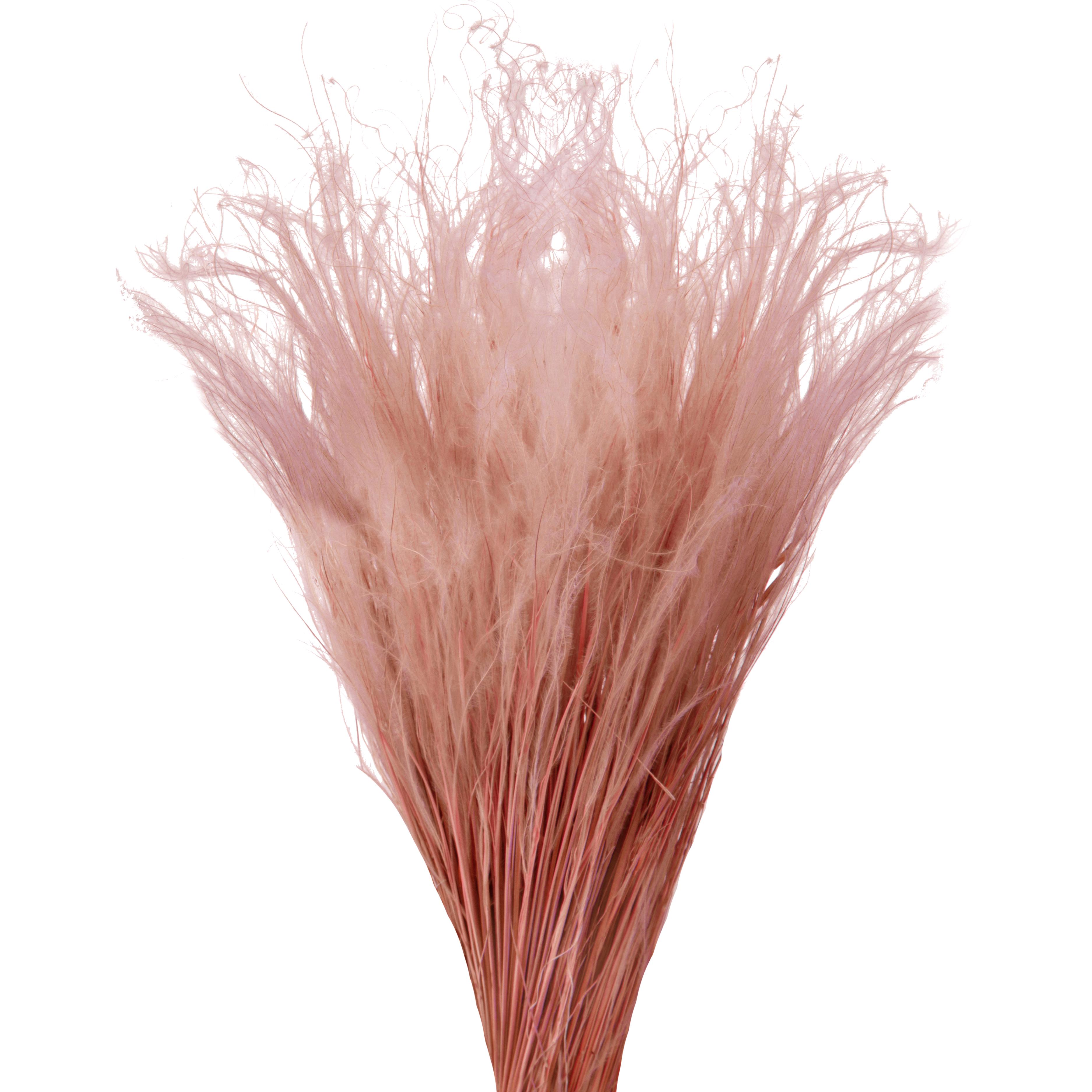 STIPA PENNATA MAZZO COL.