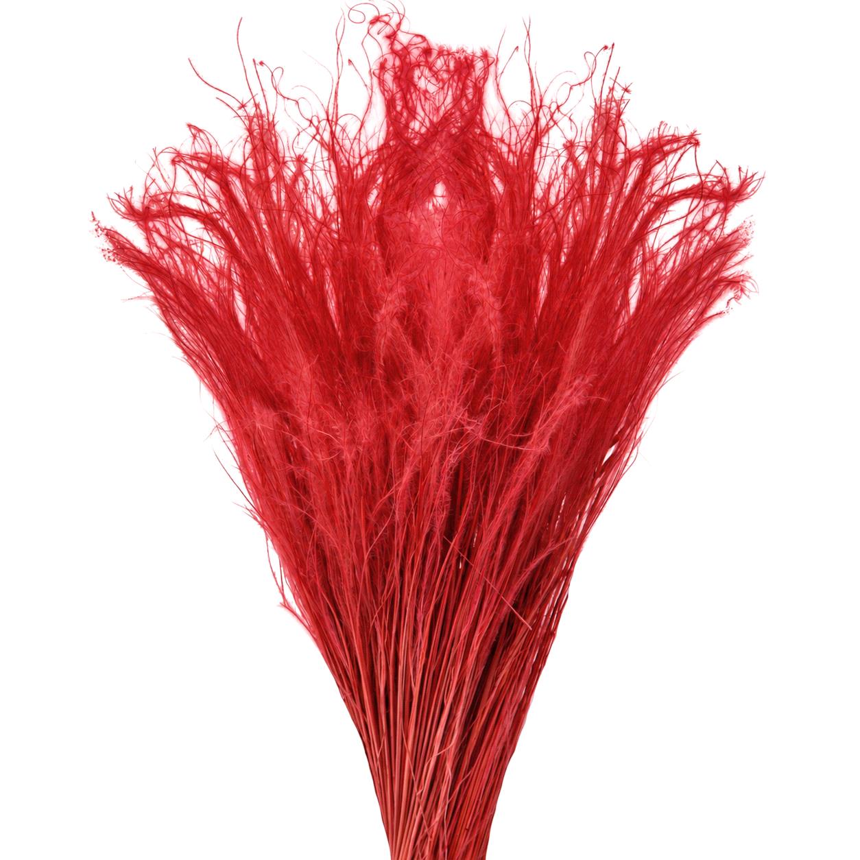 STIPA PENNATA MAZZO COL.