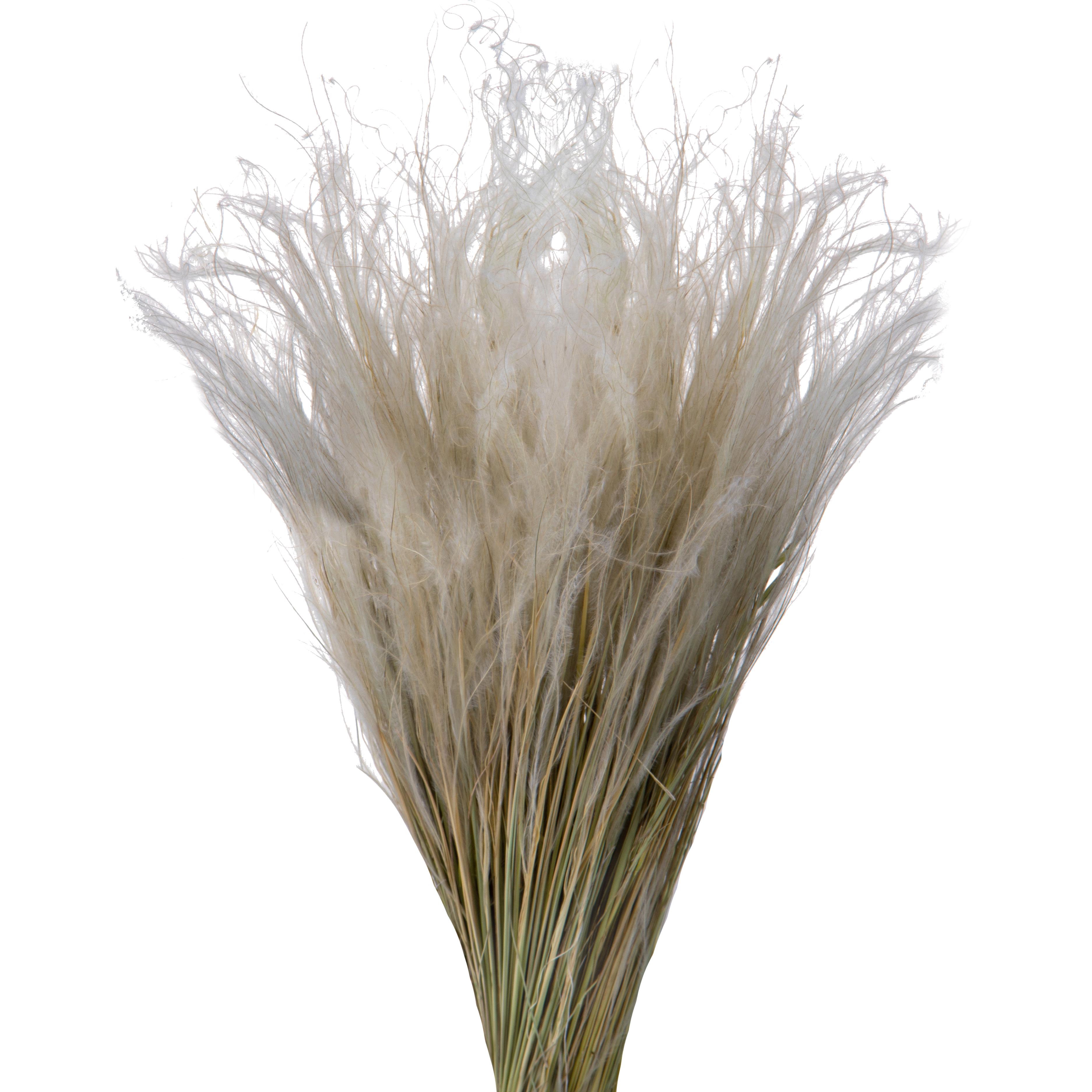 NATURAL PRODUCTS DRIED FLOWERS AND ERBS, FLOWERS, FRUITS AND NATURAL PROTEES, STIPA PENNATA NAT. MAZZO