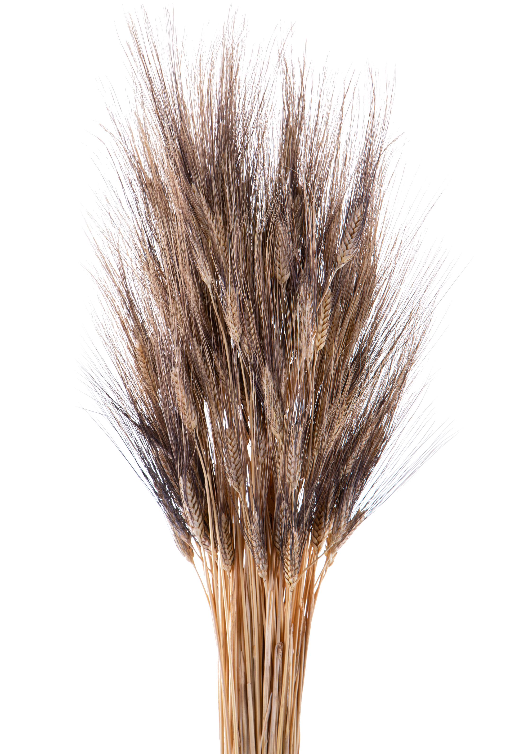 NATURAL PRODUCTS DRIED FLOWERS AND ERBS, NATURAL GRASS, GRANO TRITICUM 100 PZ 90 CM BF/NERO SAC