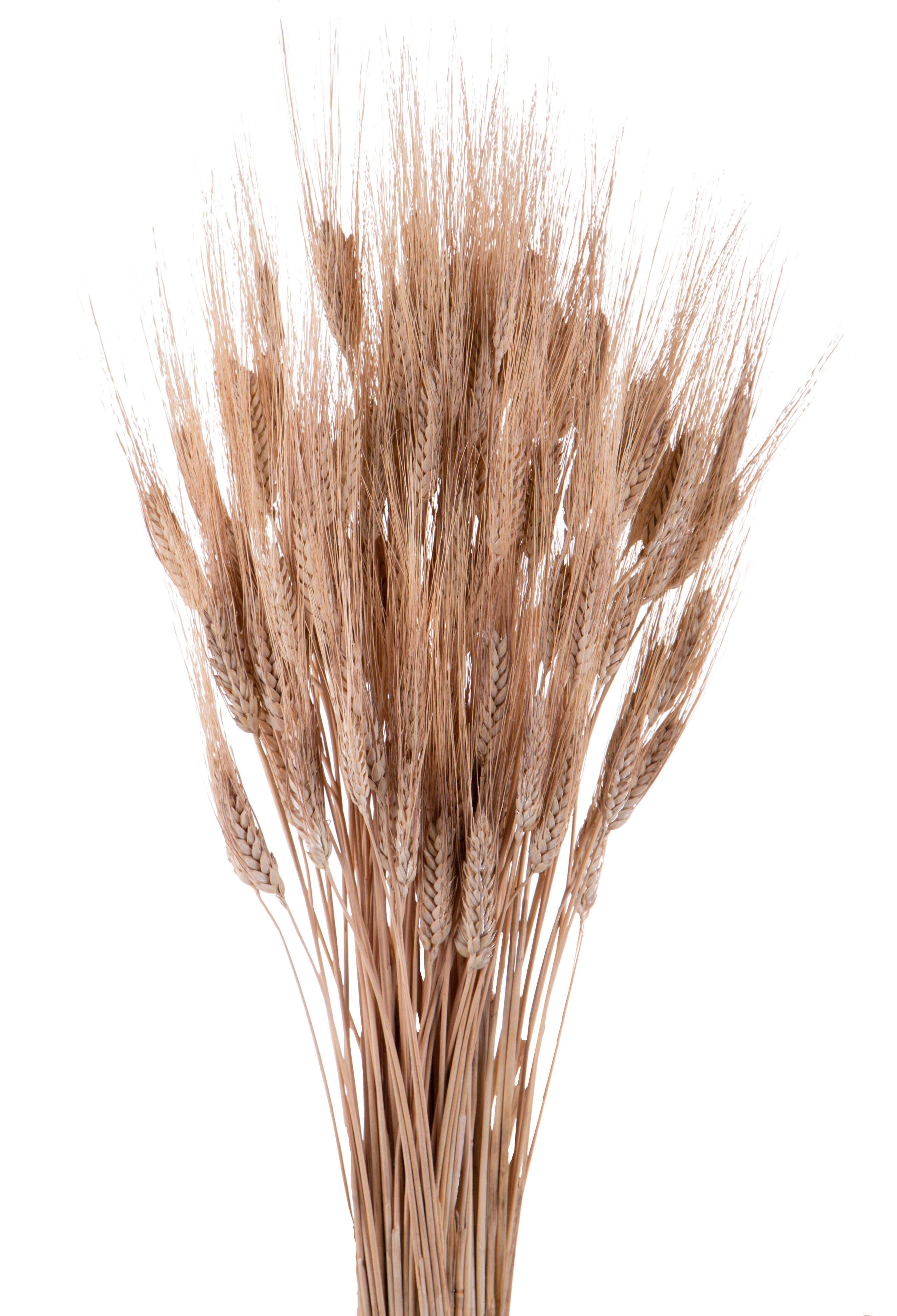 NATURAL PRODUCTS DRIED FLOWERS AND ERBS, NATURAL GRASS, GRANO TRITICUM 50 PZ 90 CM BF/BIAN CARTO
