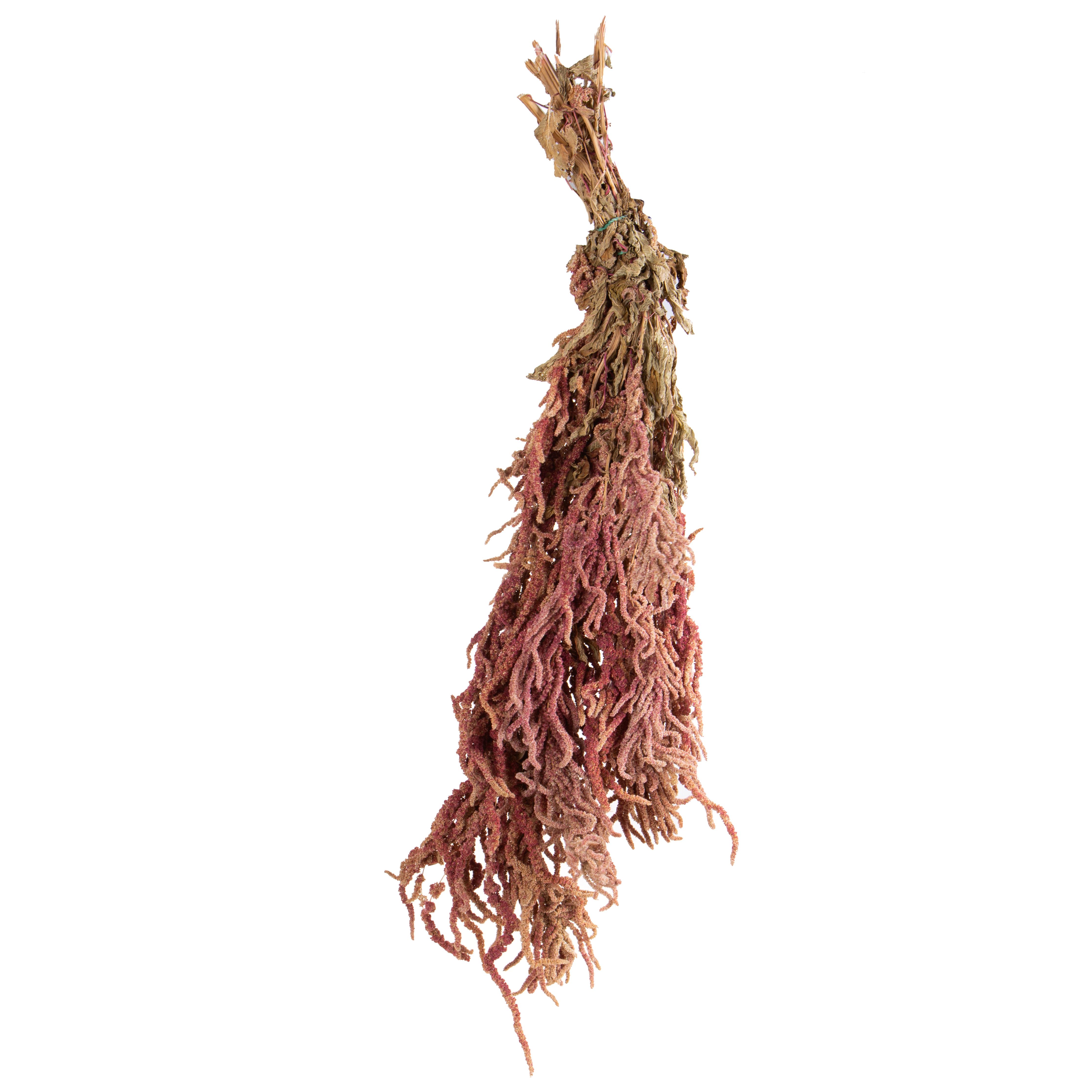 AMARANTHUS CAUDATUS A KG ROSA NATURALE