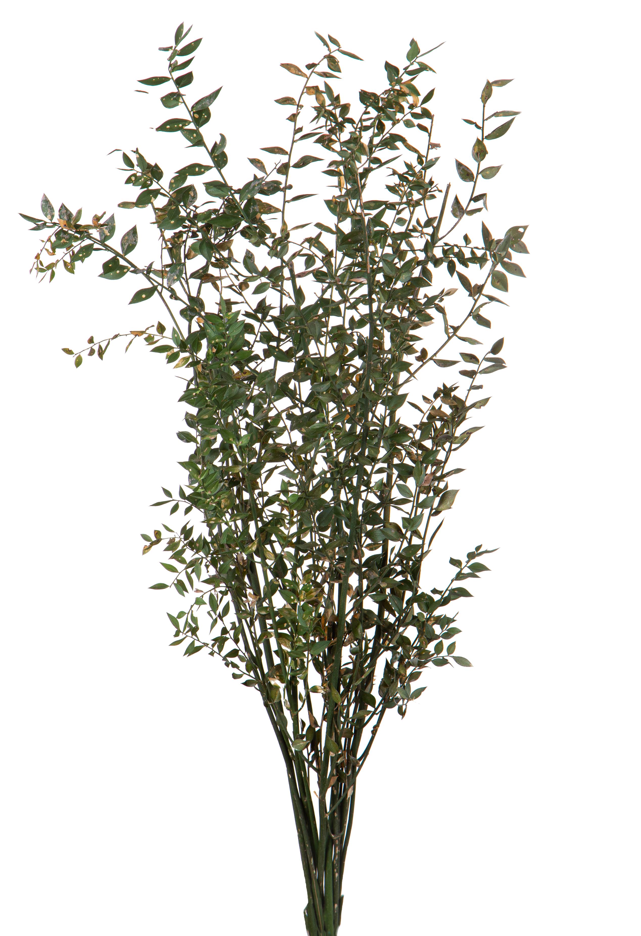 PRODOTTI NATURALI FIORI E RAMI ESSICCATI