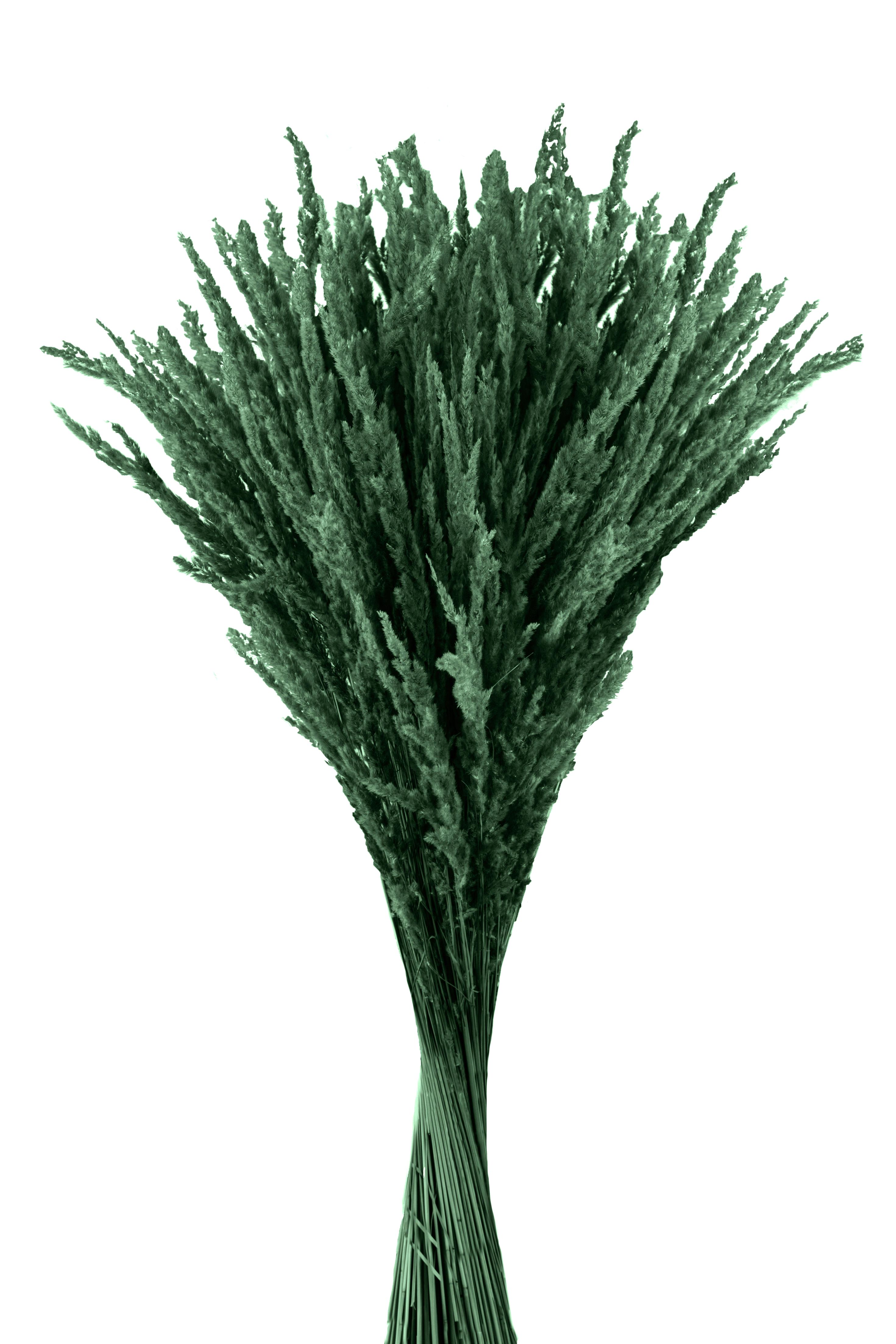 ERBA CRISTINA/OLINA COLORATA A KG