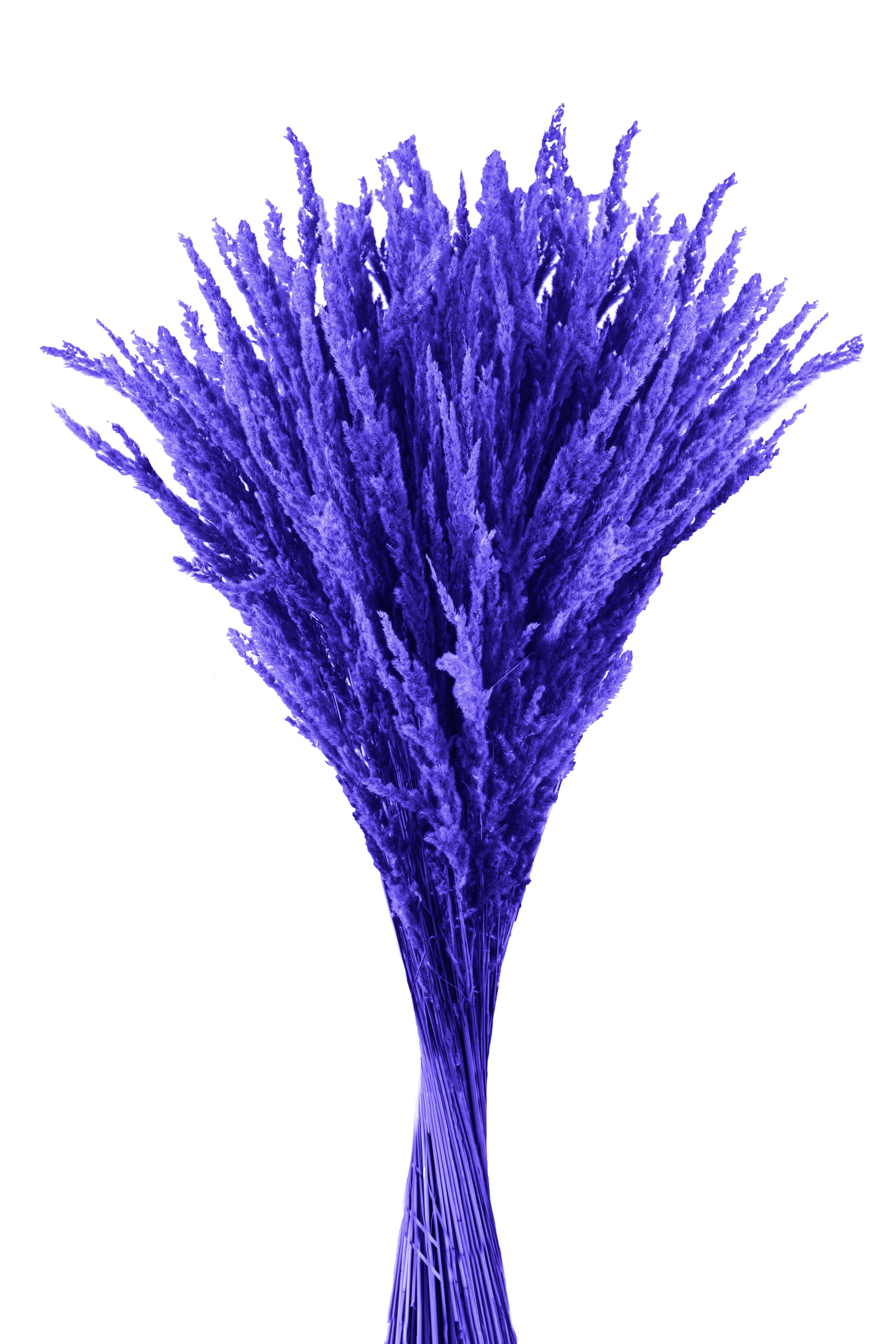 ERBA CRISTINA/OLINA COLORATA A KG