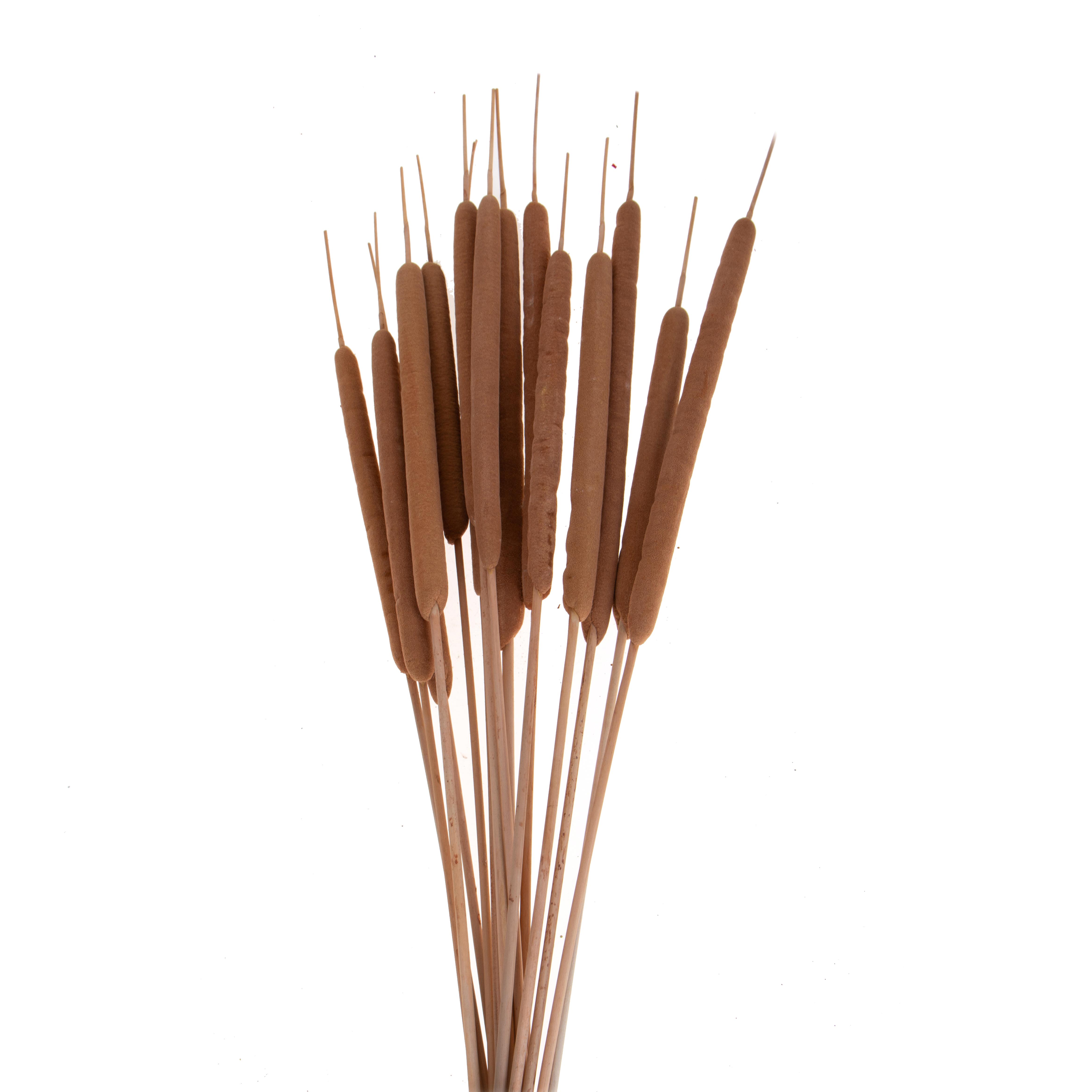 TYPHA LATIFOLIA 10 PZ NAT. GRANDI SACCO