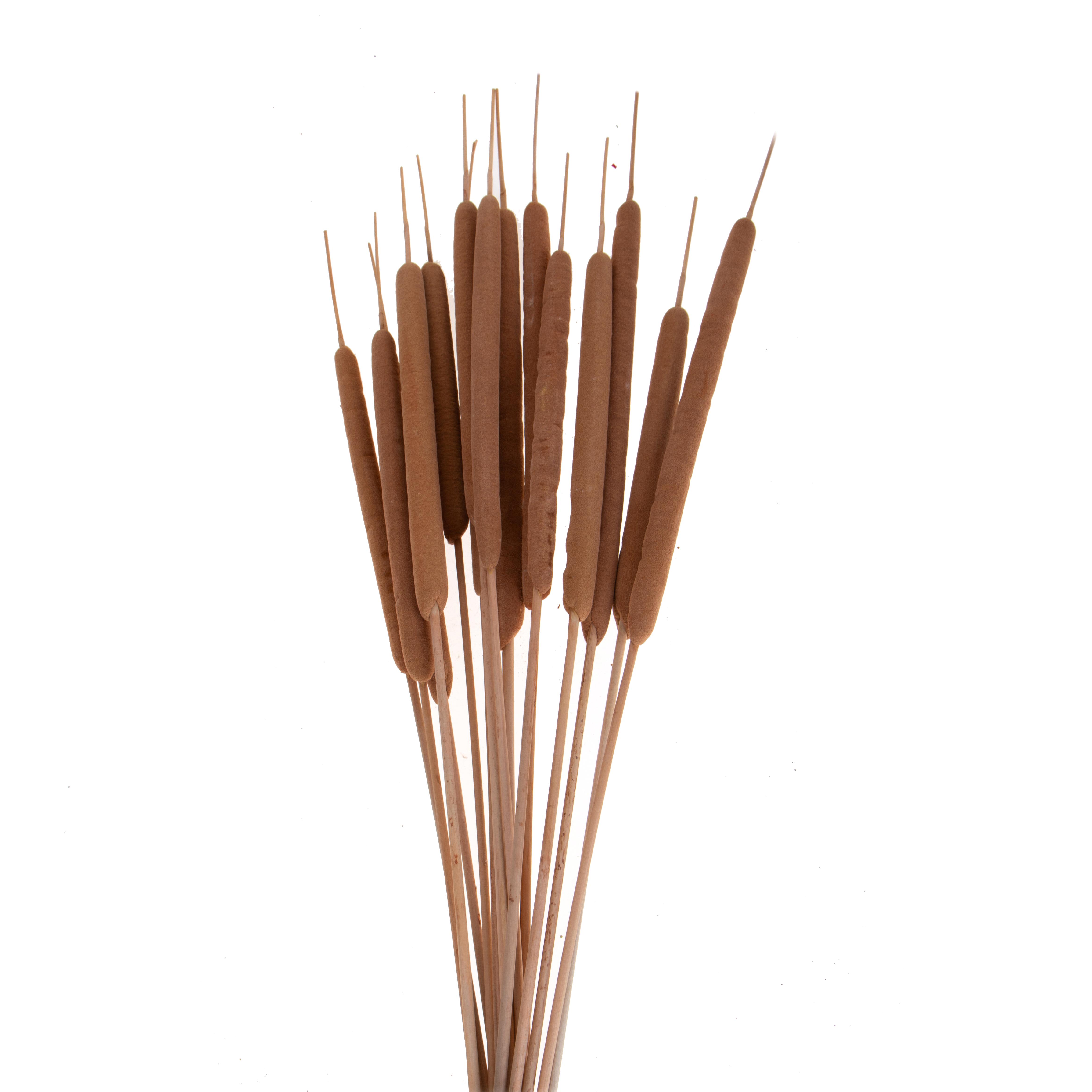 TYPHA MEDIA 15 PZ NAT. SENZA SACCO