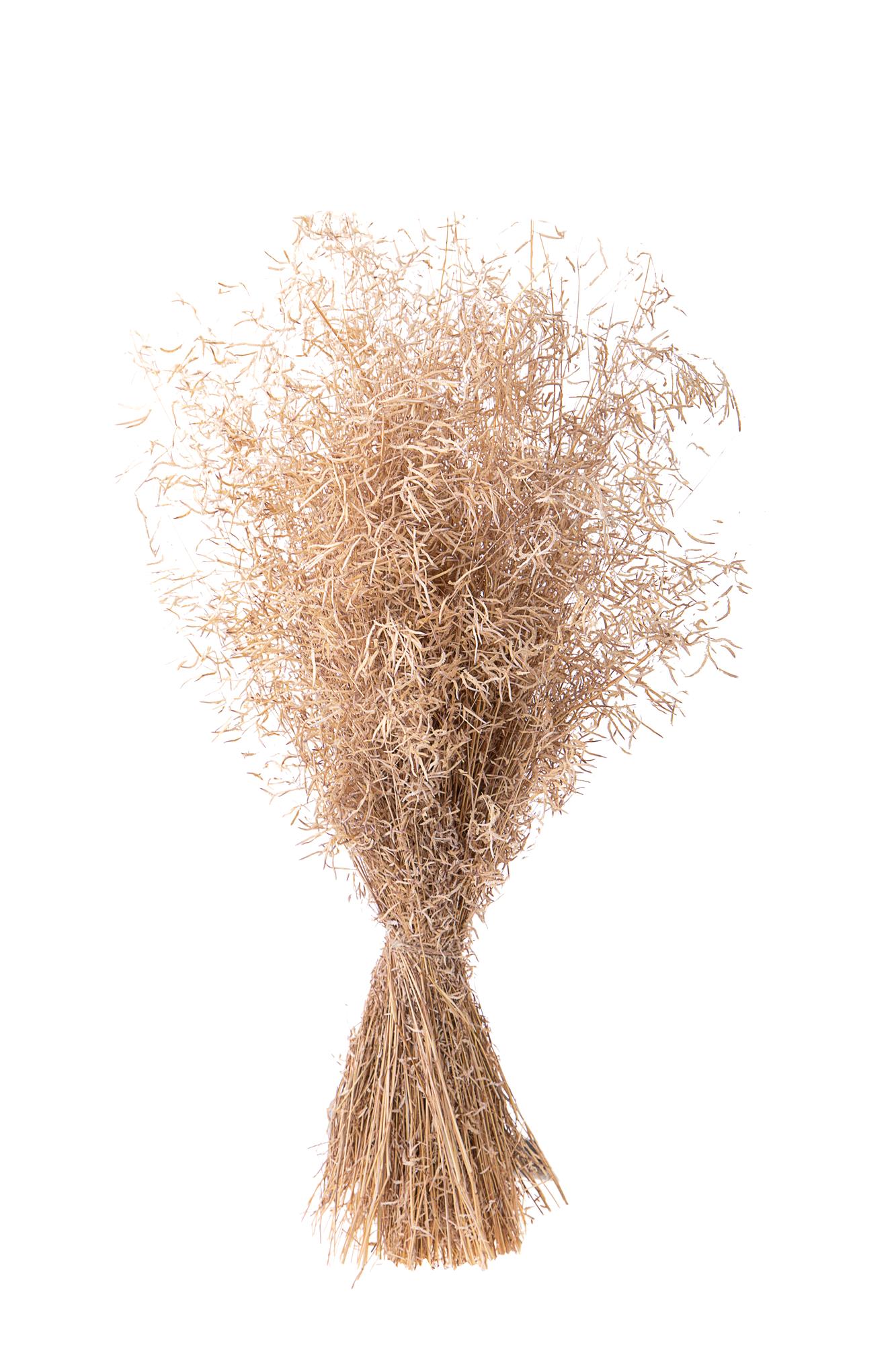NATURAL PRODUCTS DRIED FLOWERS AND ERBS,MUNNY GRASS NATURALE A MAZZO