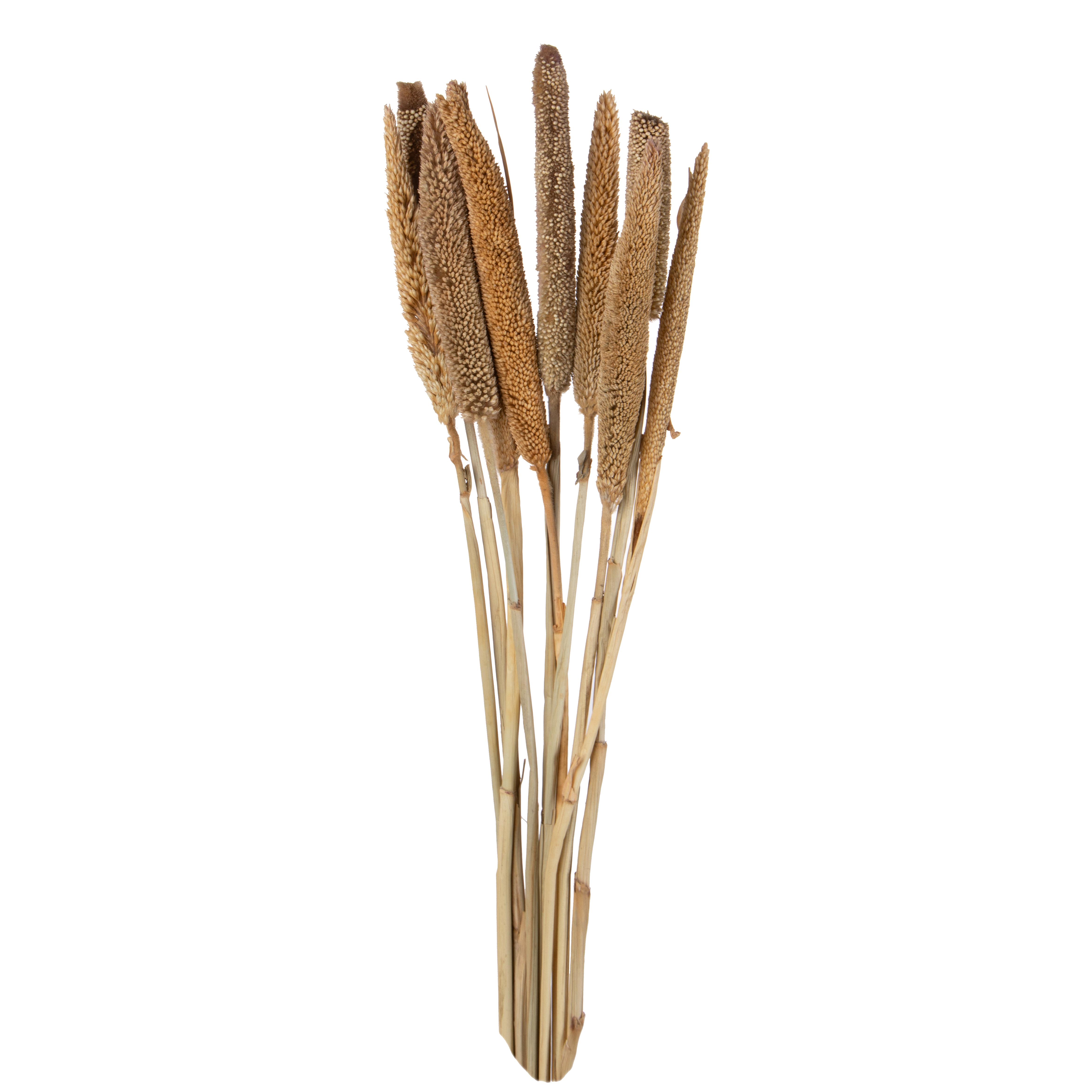 BABALA 10 PZ NAT. MEDI IT. 65 CM NO SACC