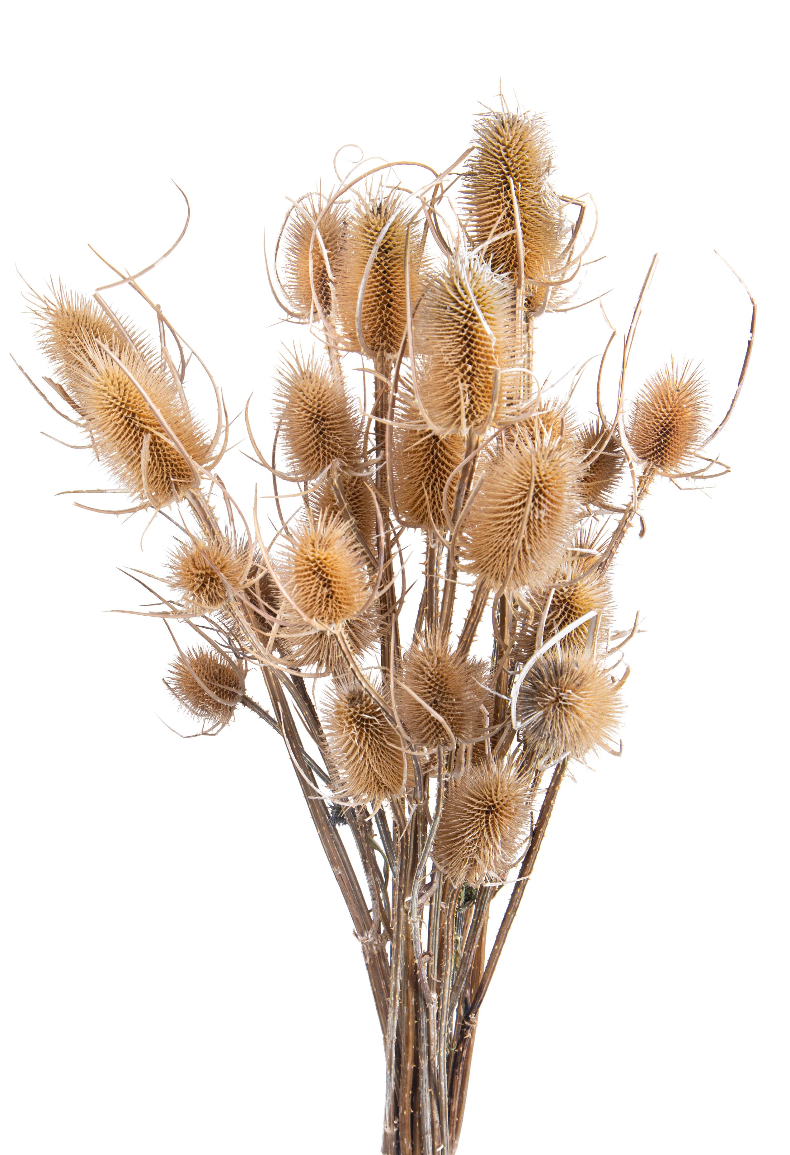 SPRING AND EASTER DECORATIONS,SPRING/SUMMER DECORATIONS,CARDI PALUSTRI DIPSACUS NATURALE