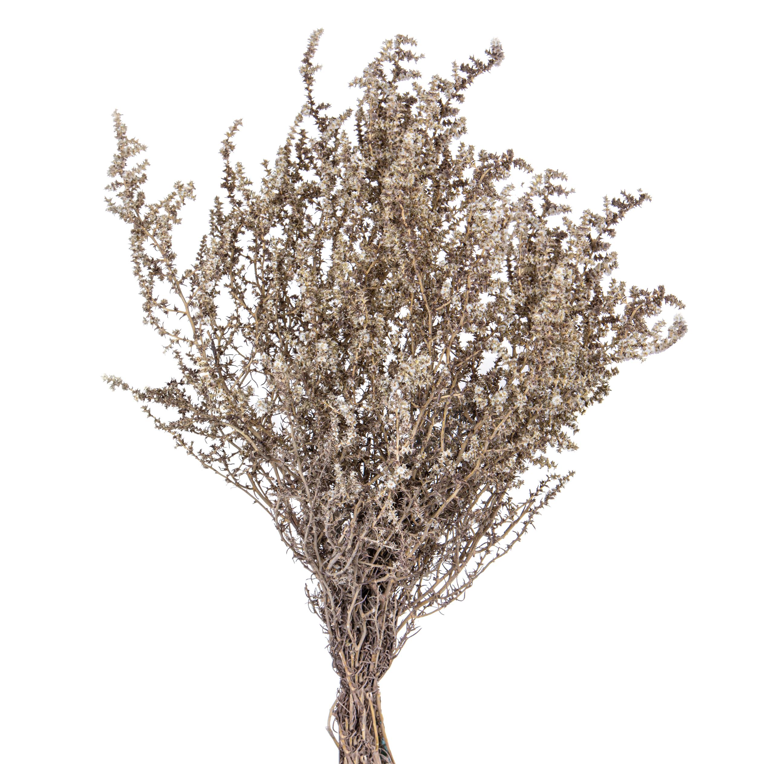NATURAL PRODUCTS DRIED FLOWERS AND ERBS, NATURAL GRASS, LIMONIUM CALABRUM 58 CM SACCO