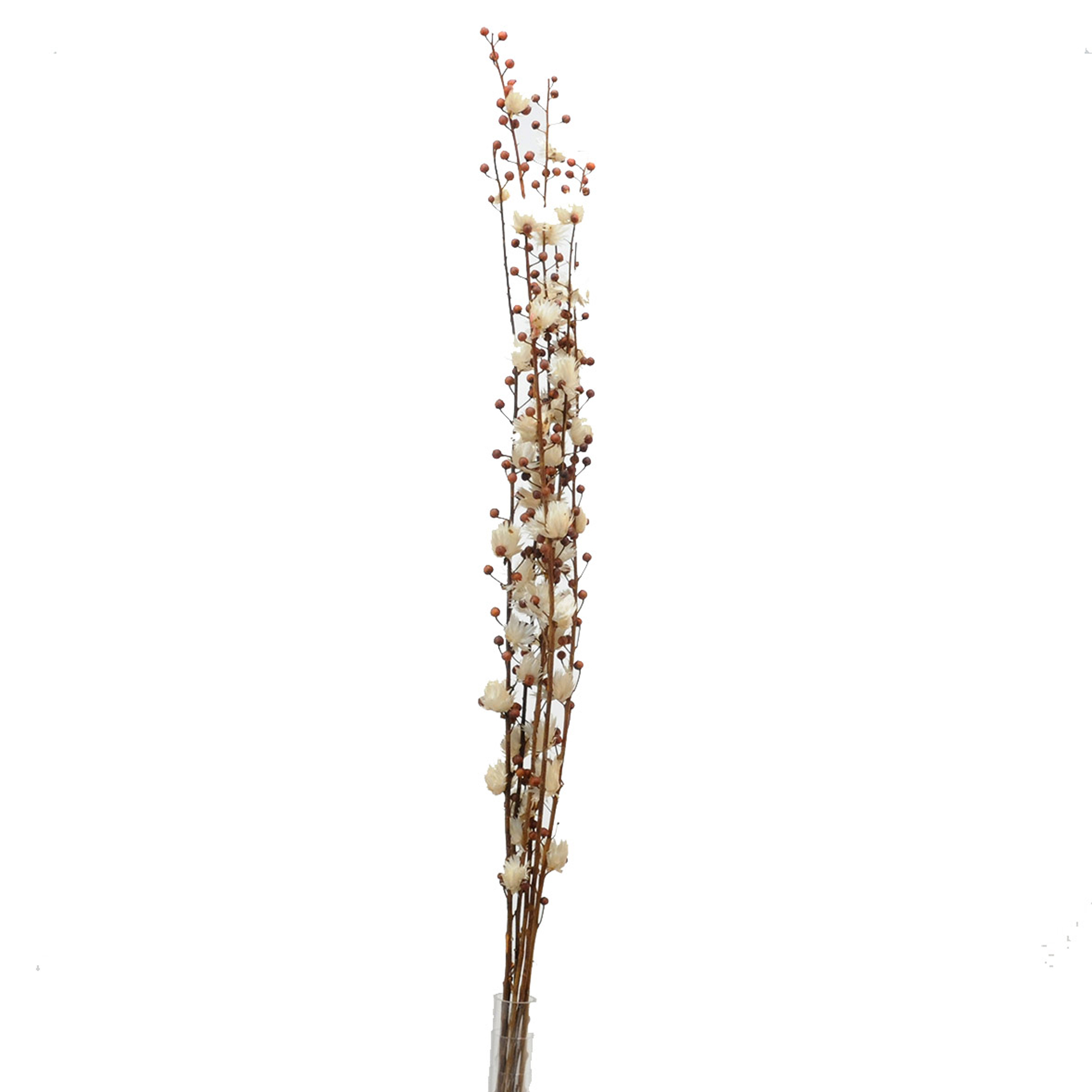 SCROFULARIA 6 PZ C/CAPBLUMEN 115 CM**SC