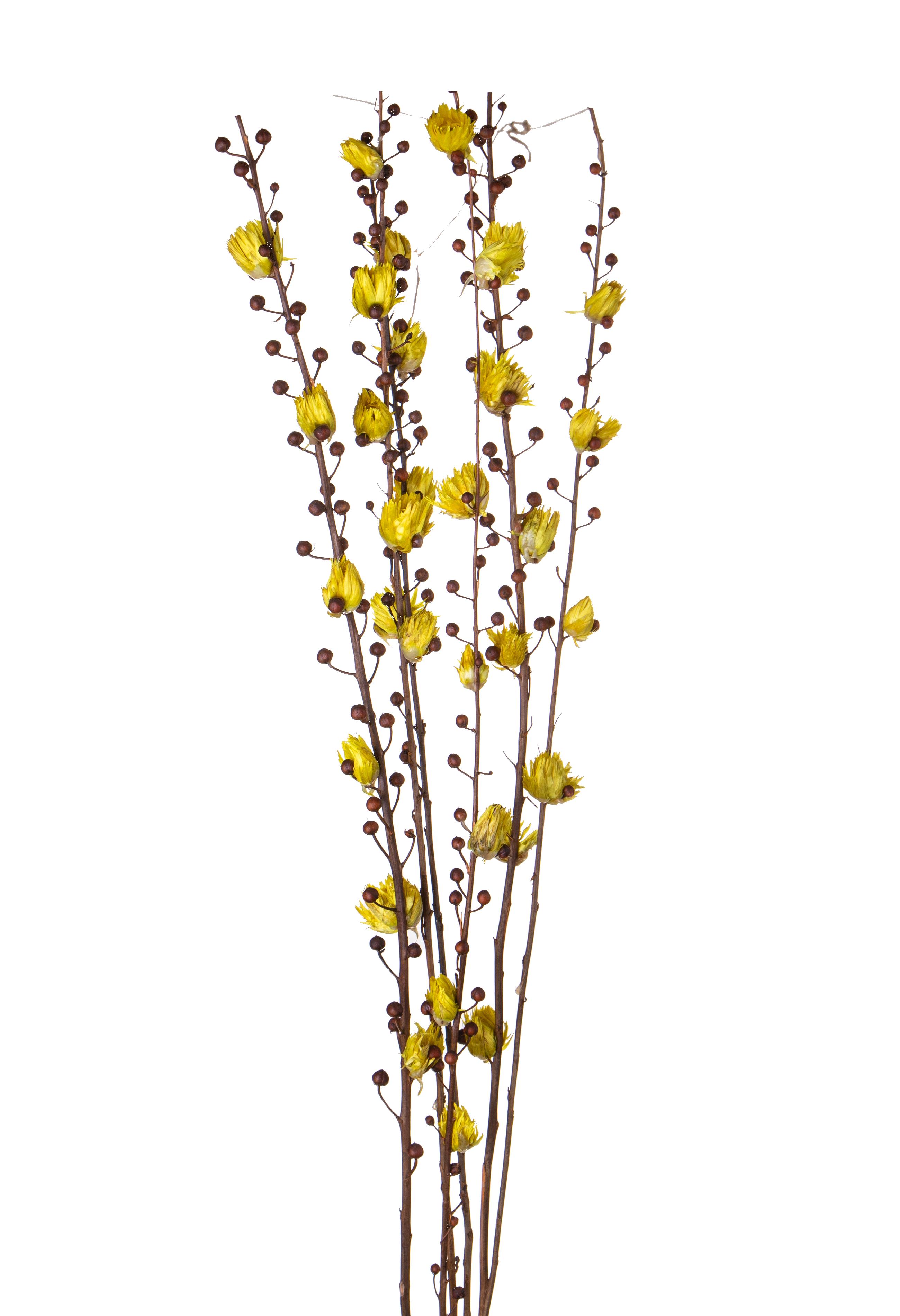 SCROFULARIA 6 PZ C/CAPBLUMEN 115 CM**SC