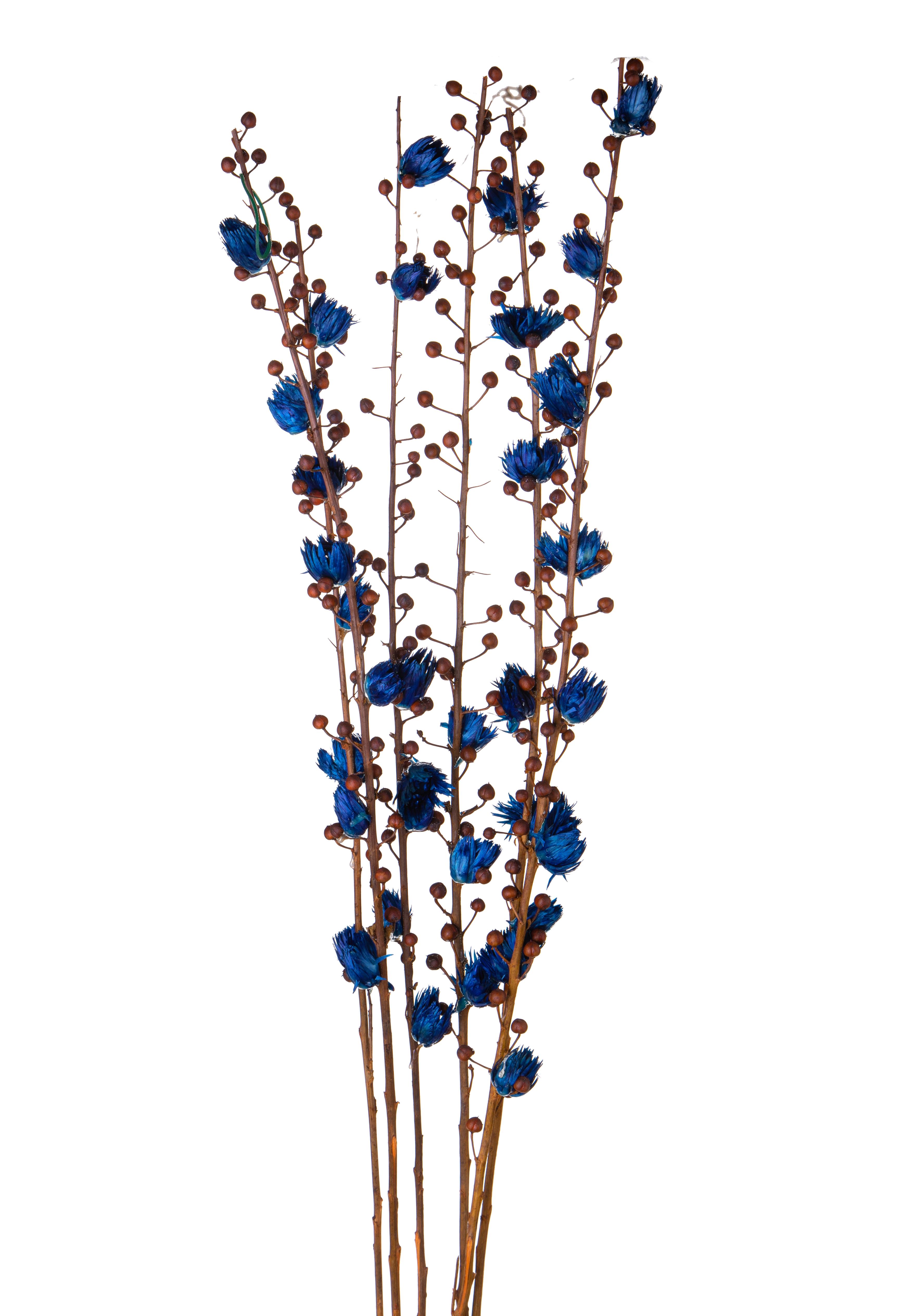 SCROFULARIA 6 PZ C/CAPBLUMEN 115 CM**SC