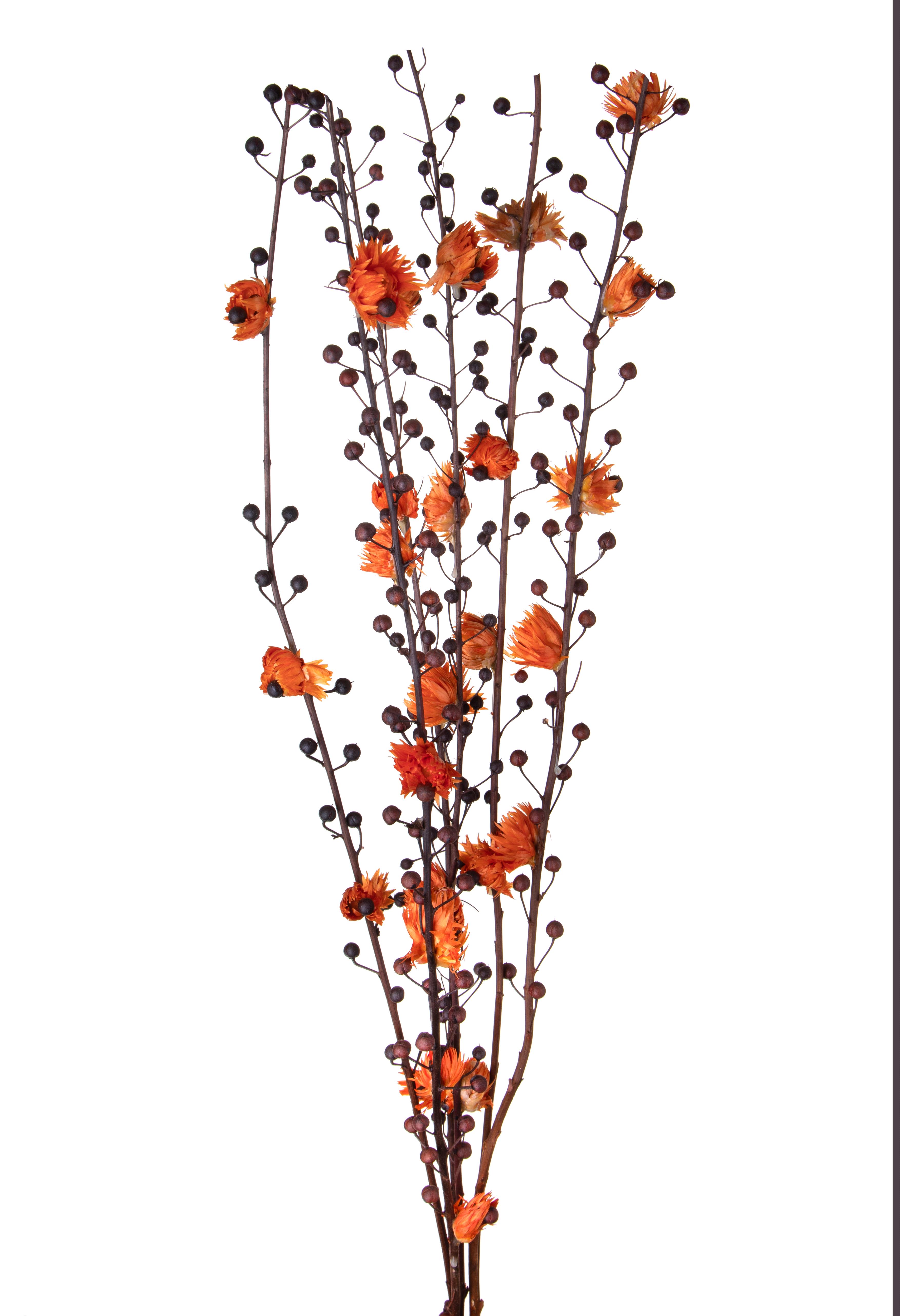 SCROFULARIA 6 PZ C/CAPBLUMEN 115 CM**SC