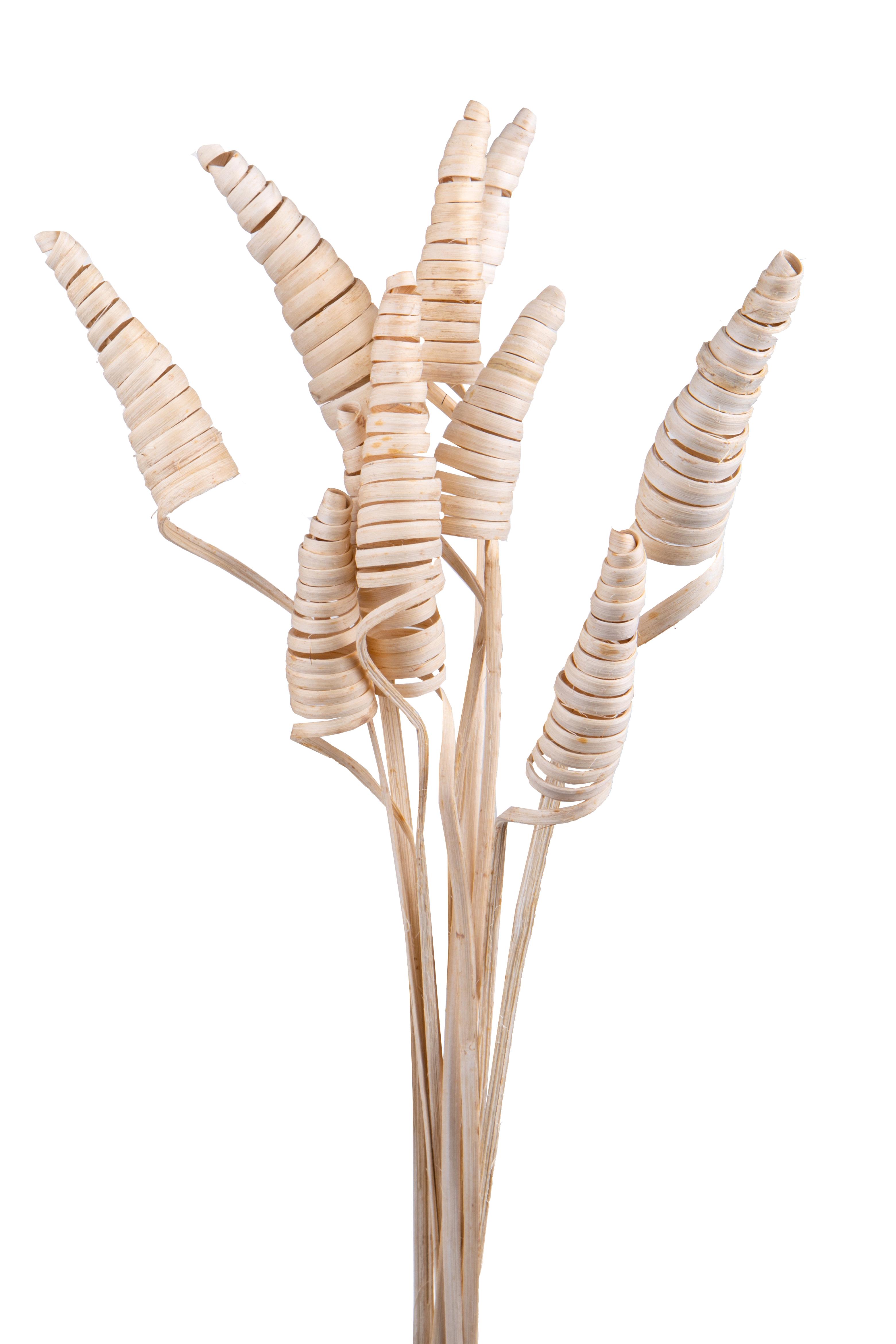 NATURAL PRODUCTS DRIED FLOWERS AND ERBS, EXOTICS AND DECORATION, GIUNCHI CONE 10 PZ 55 CM BIANCHI