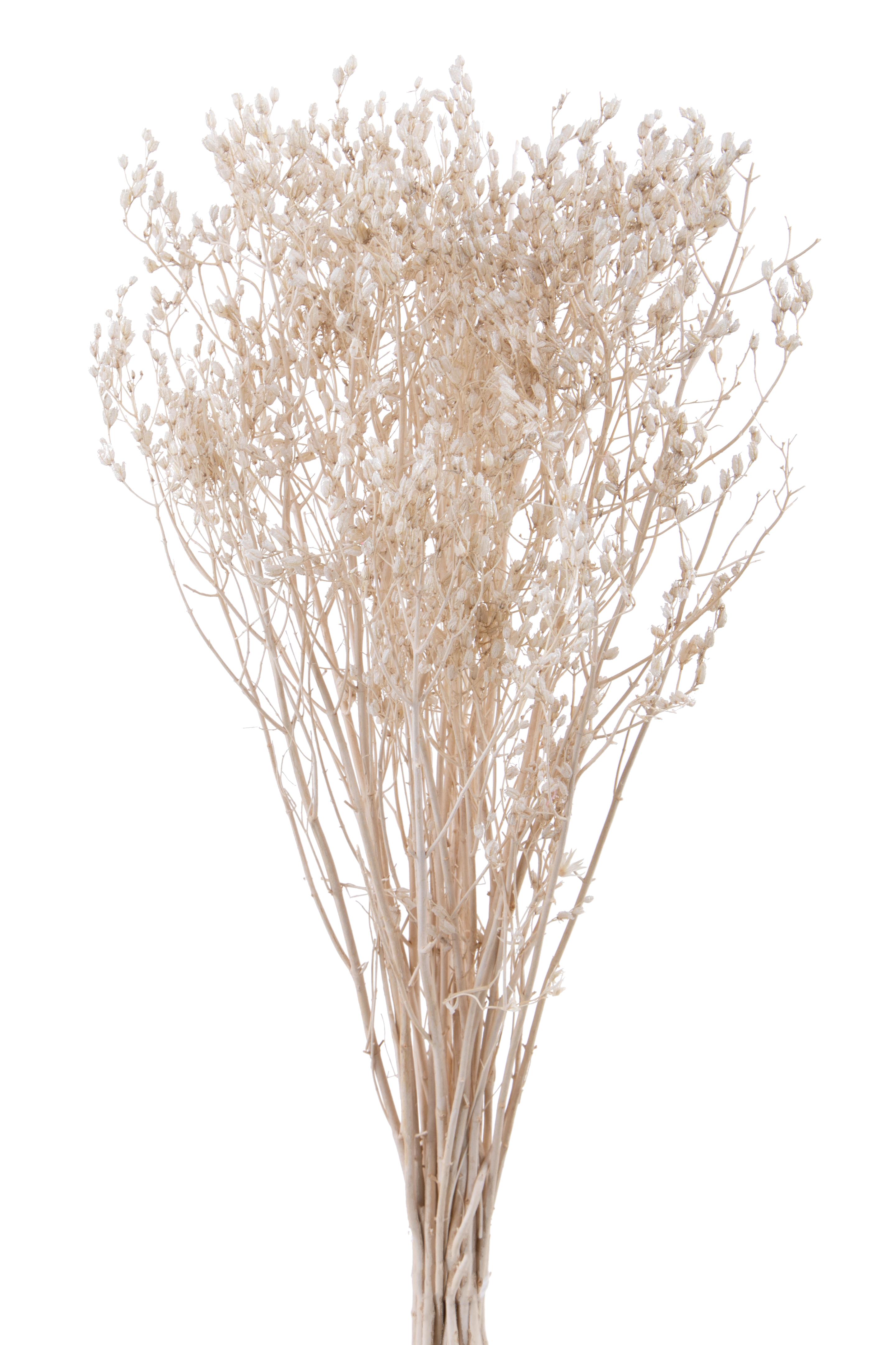 NATURAL PRODUCTS DRIED FLOWERS AND ERBS,ERBA CIPOLLA SBIANCATA 60 CM