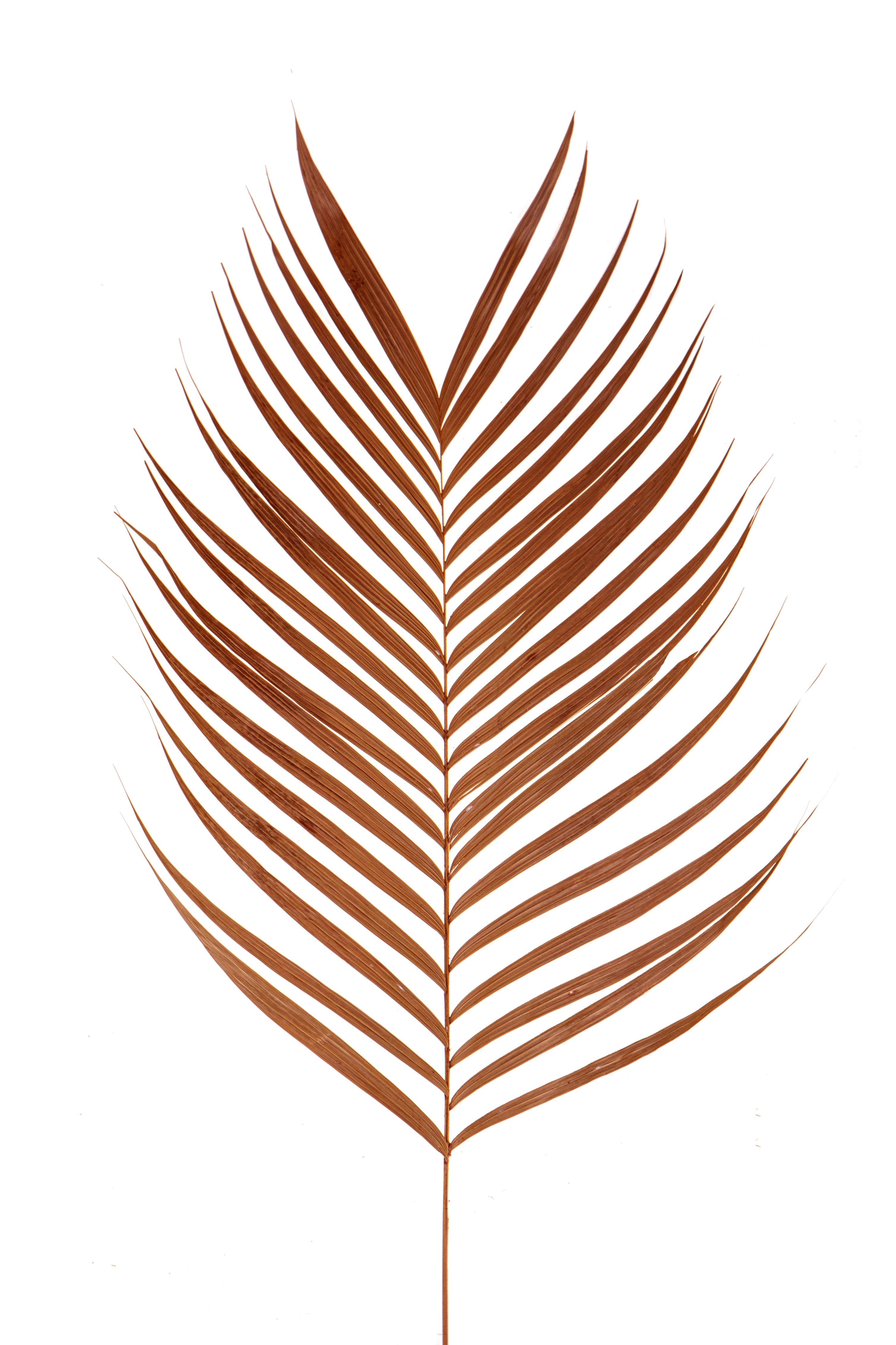 KENZIA-ARECA COL. 60/80 CM CA