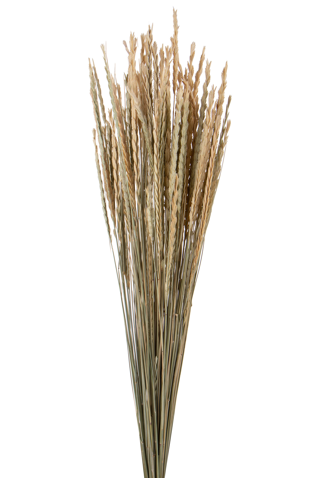 ERBA SEGHETTA NATURALE MAZZO