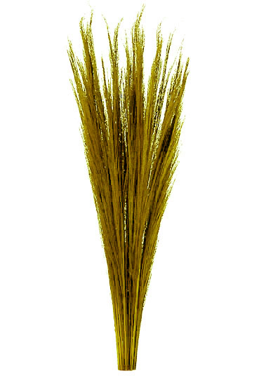 GYNERIUM-BROOM GRASS COLORATO