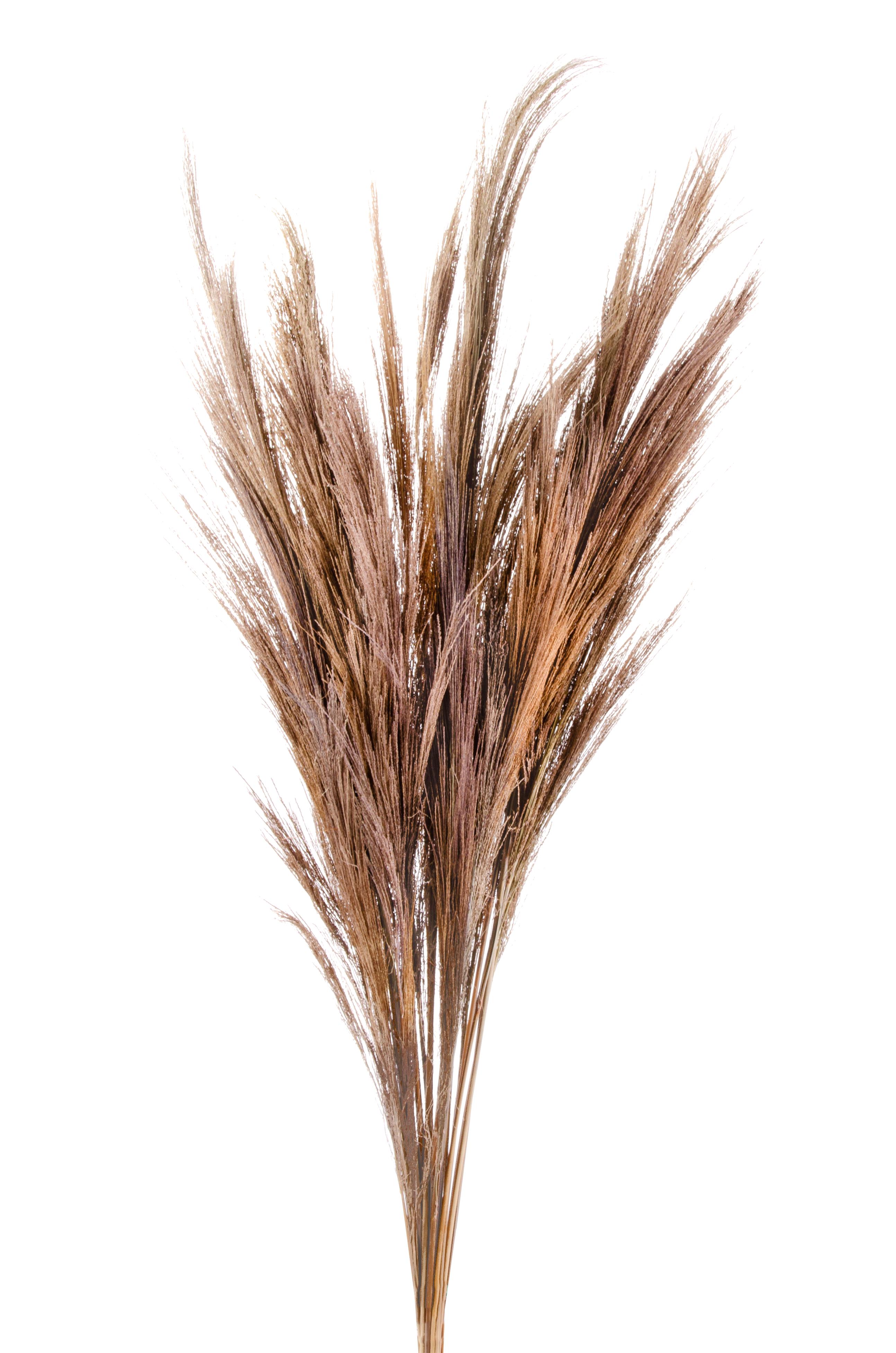 NATURAL PRODUCTS DRIED FLOWERS AND ERBS,GYNERIUM-BROOM 100 CM GRASS NATURALE