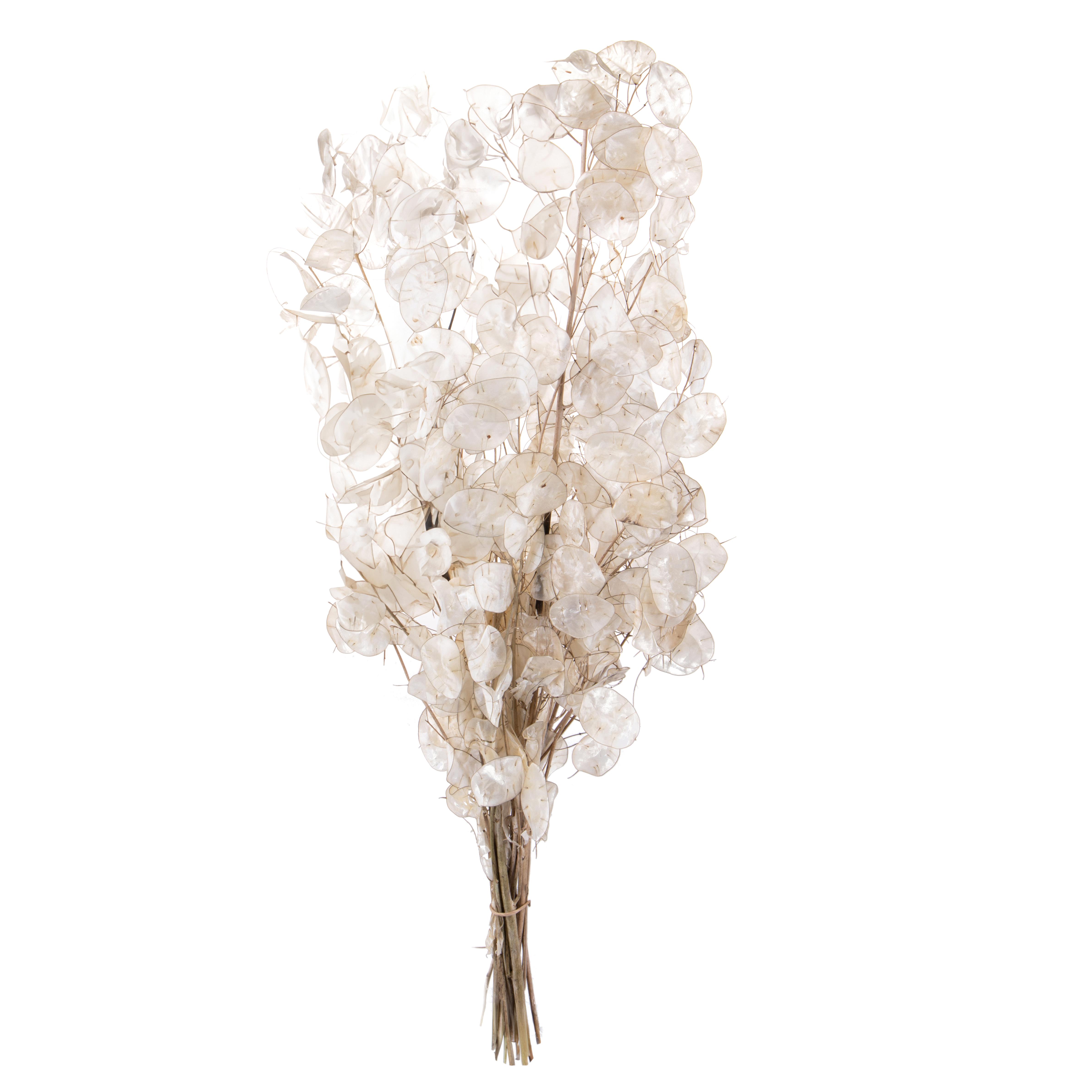 NATURAL PRODUCTS DRIED FLOWERS AND ERBS, FLOWERS, FRUITS AND NATURAL PROTEES, LUNARIA REDIVIVA MAZZO 90 CM