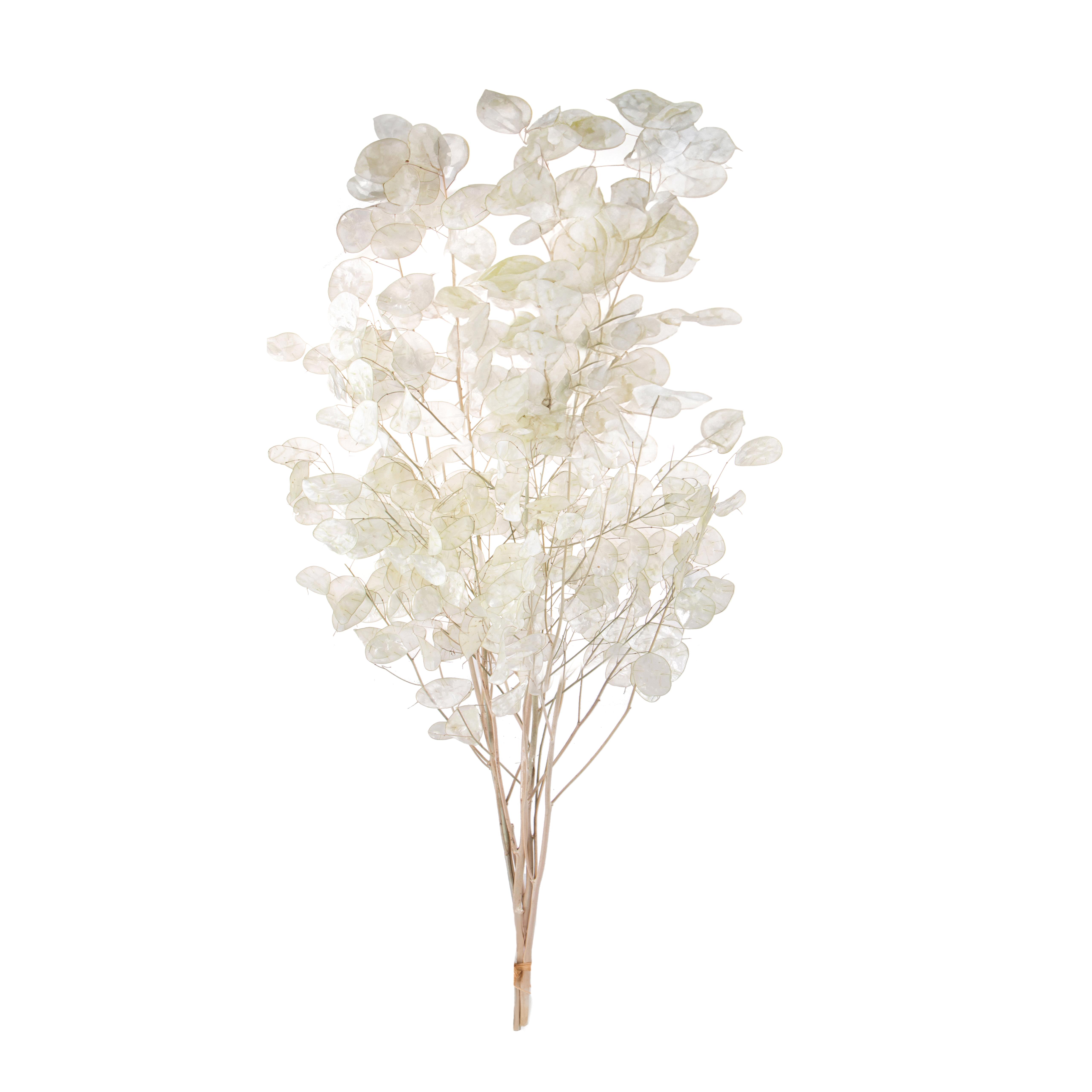 NATURAL PRODUCTS DRIED FLOWERS AND ERBS, FLOWERS, FRUITS AND NATURAL PROTEES, LUNARIA REDIVIVA MAZZO 90 CM PRIMA SCELT