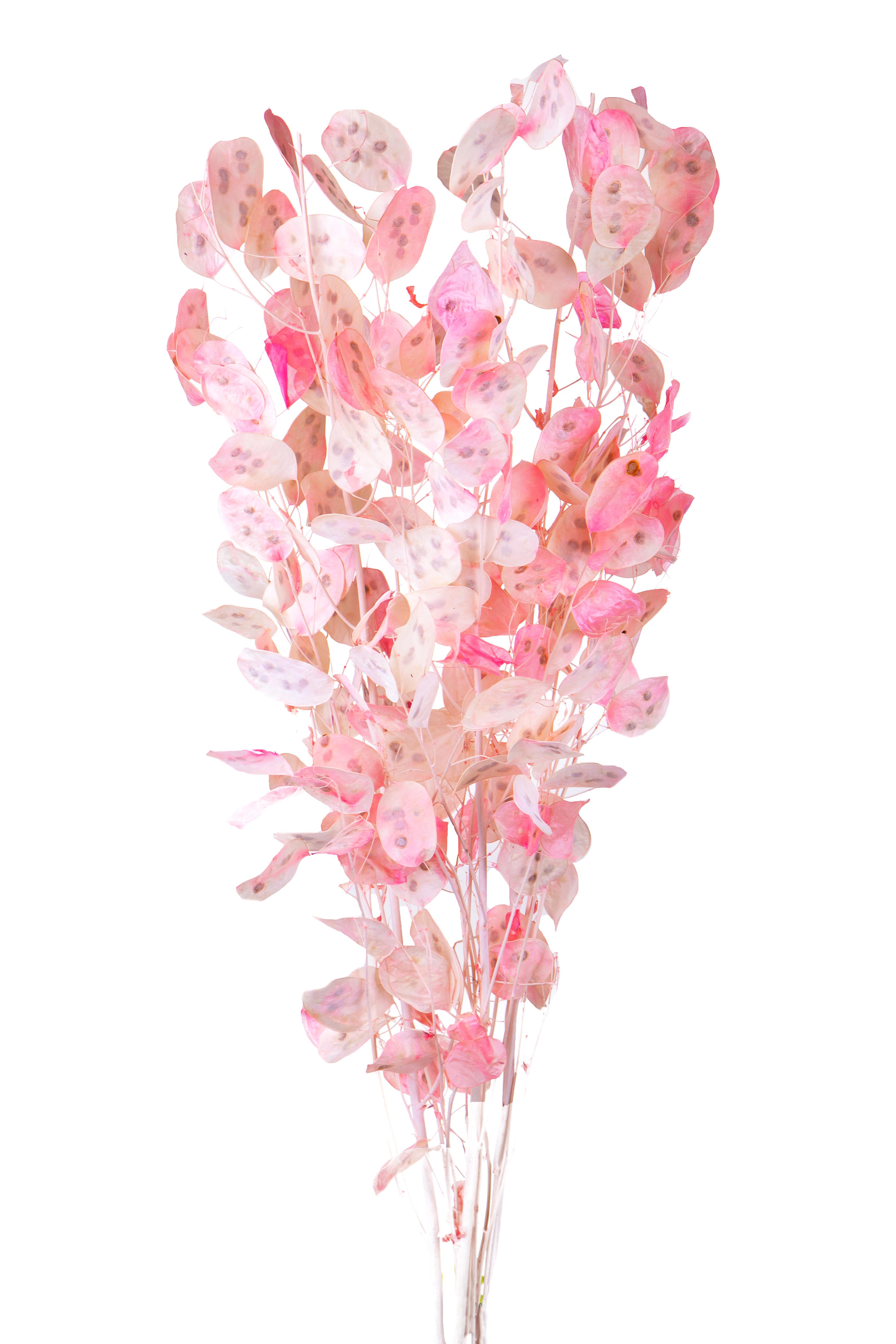 NATURAL PRODUCTS DRIED FLOWERS AND ERBS, COLORED GRASS AND FLOWERS, LUNARIA REDIVIVA NON SFOGL.PASTELLO SAC