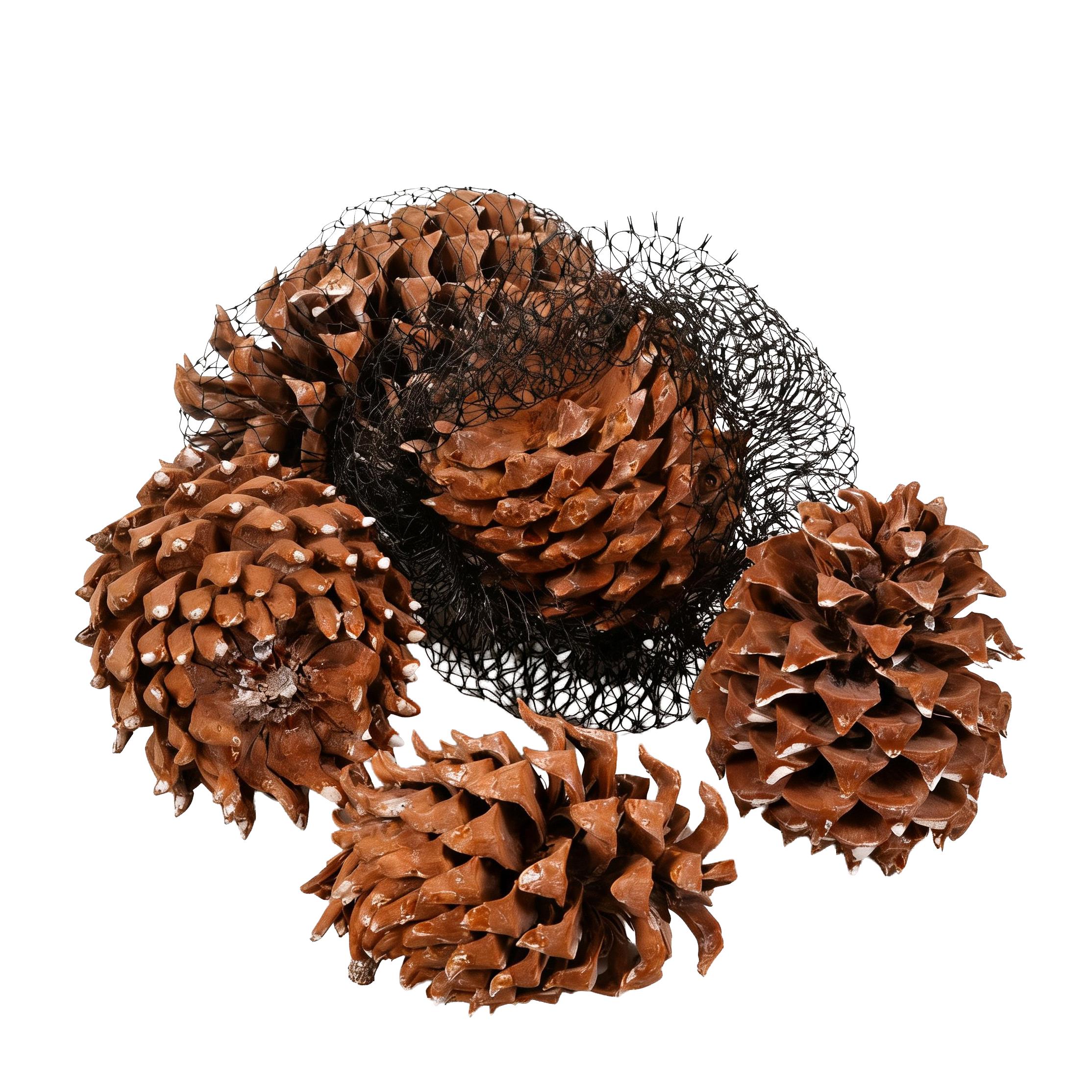 PIGNA ROXBURGHII 5 PZ NATURALE D.13/16CM