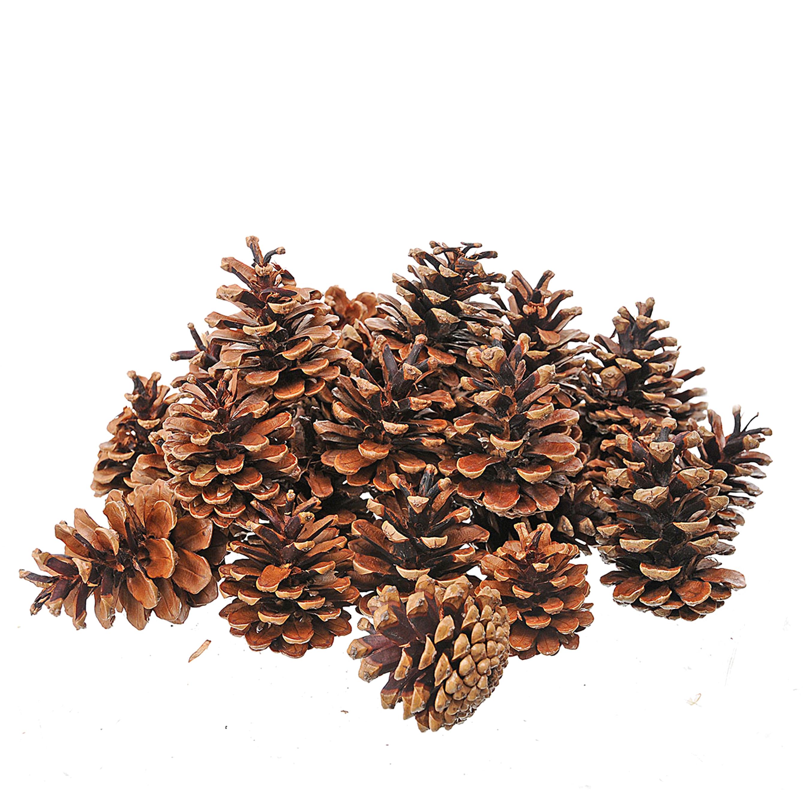 NATURAL PRODUCTS DRIED FLOWERS AND ERBS, CONES, FRUITS n coco's loose, PINE AUSTR/NIGRA A KG SACCO