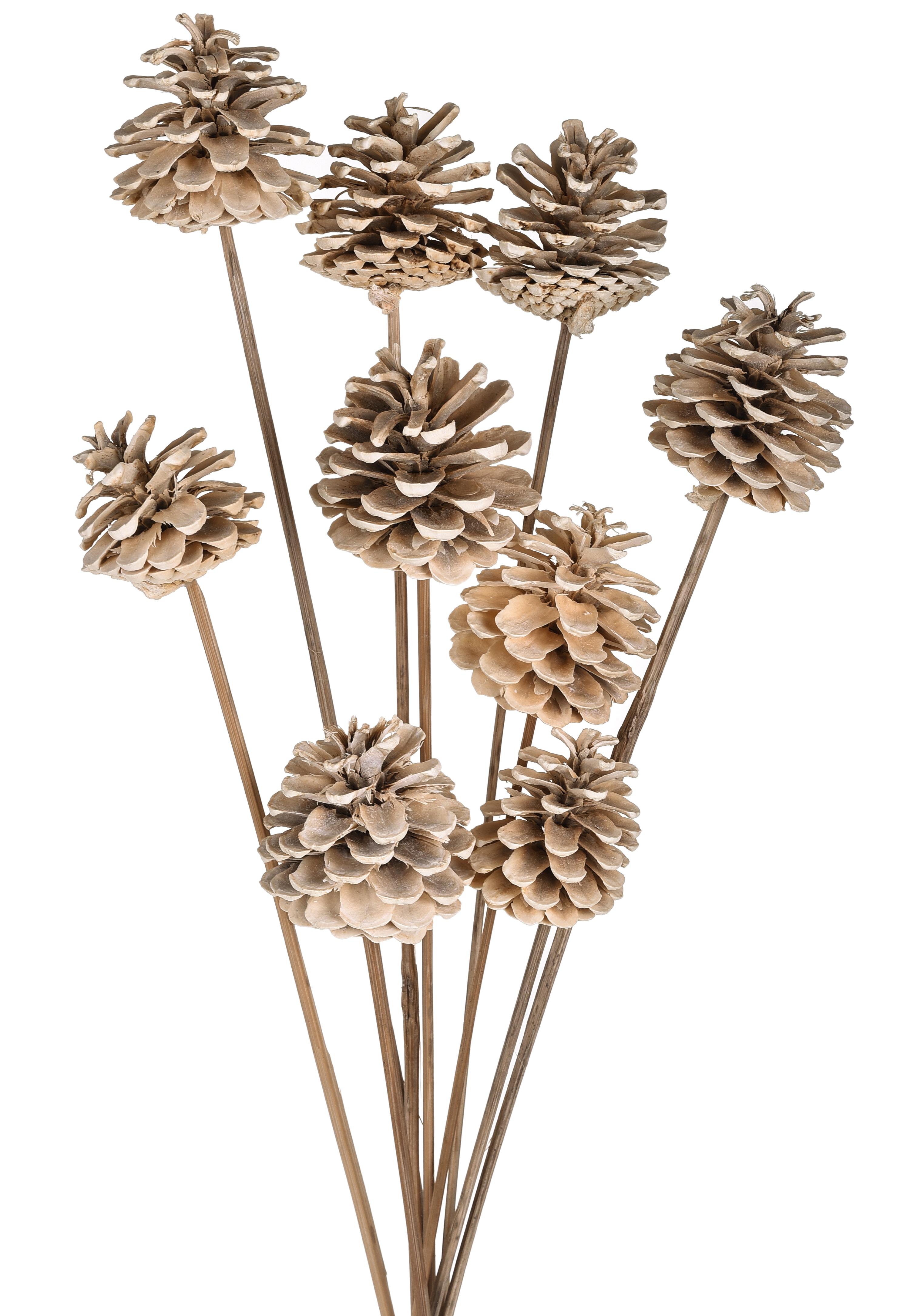 NATURAL PRODUCTS DRIED FLOWERS AND ERBS, Cones and fruits with stem, PINE GAMBATE 9 PZ 70 CM SBIANCATE