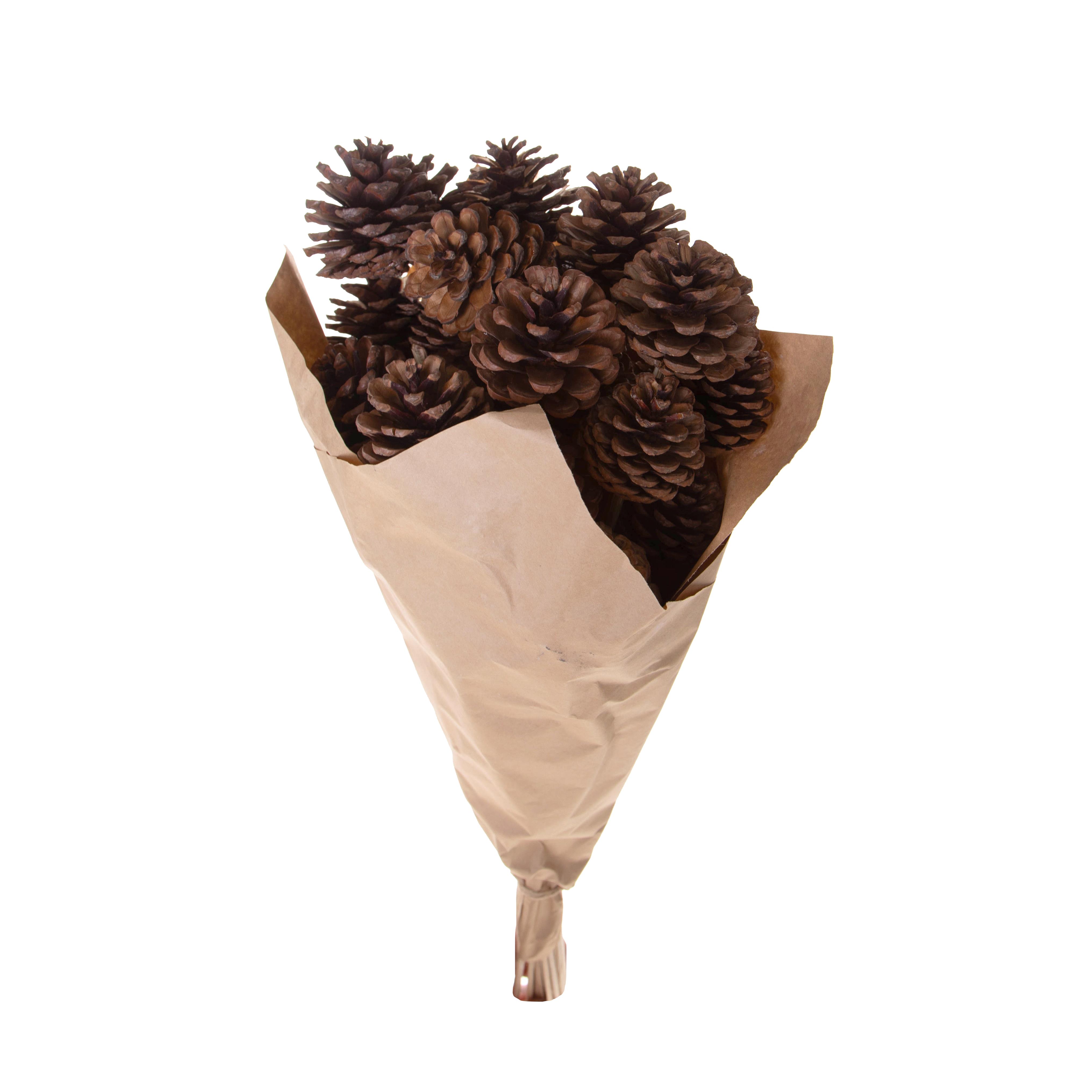 Fleurs et erbs sèchèes, Pommes de pin et fruits montes sur pied, PINE GAMBATE 25 PZ 70 CM NAT C/CARTA