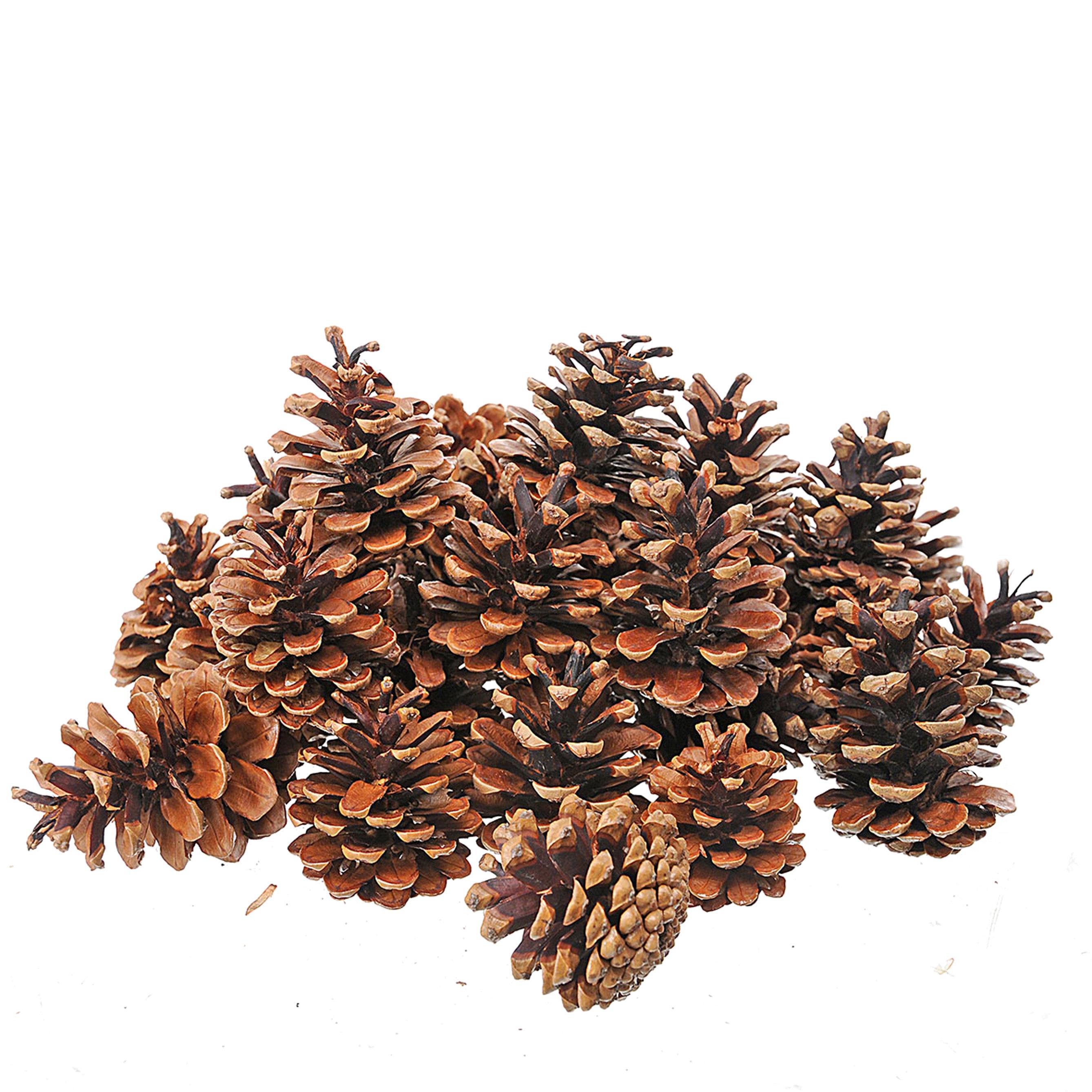 Trockenblumen,PINE AUSTR/NIGRA 500 GR C.A. NAT