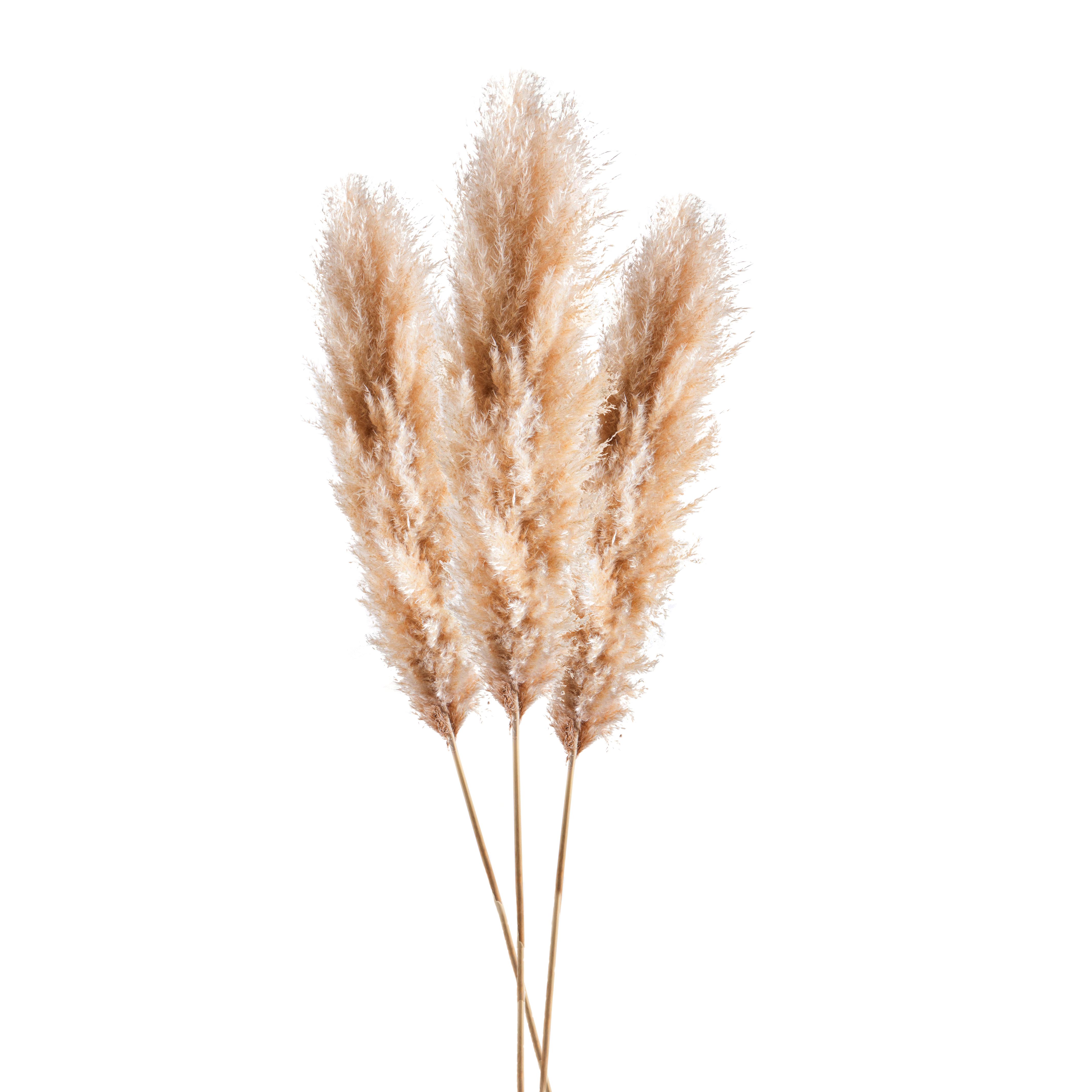 NATURAL PRODUCTS DRIED FLOWERS AND ERBS, NATURAL GRASS, PAMPAS NAT. 1 PZ 160/200 CM CHIARA SUPER