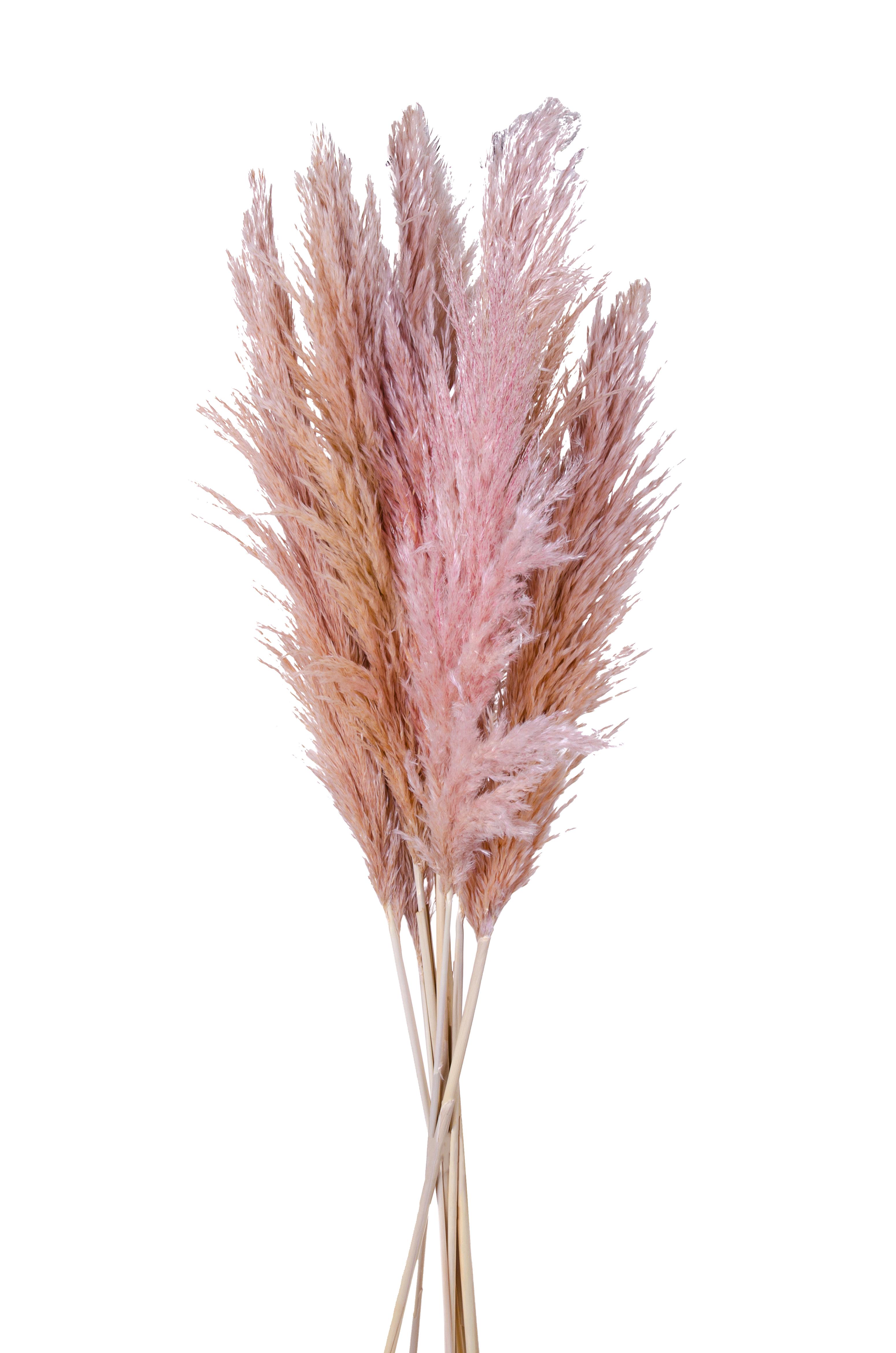Trockenblumen, Natürliche Gräser, PAMPAS SPAG. 1 PZ 110/180 CM SAC NAT/PIN