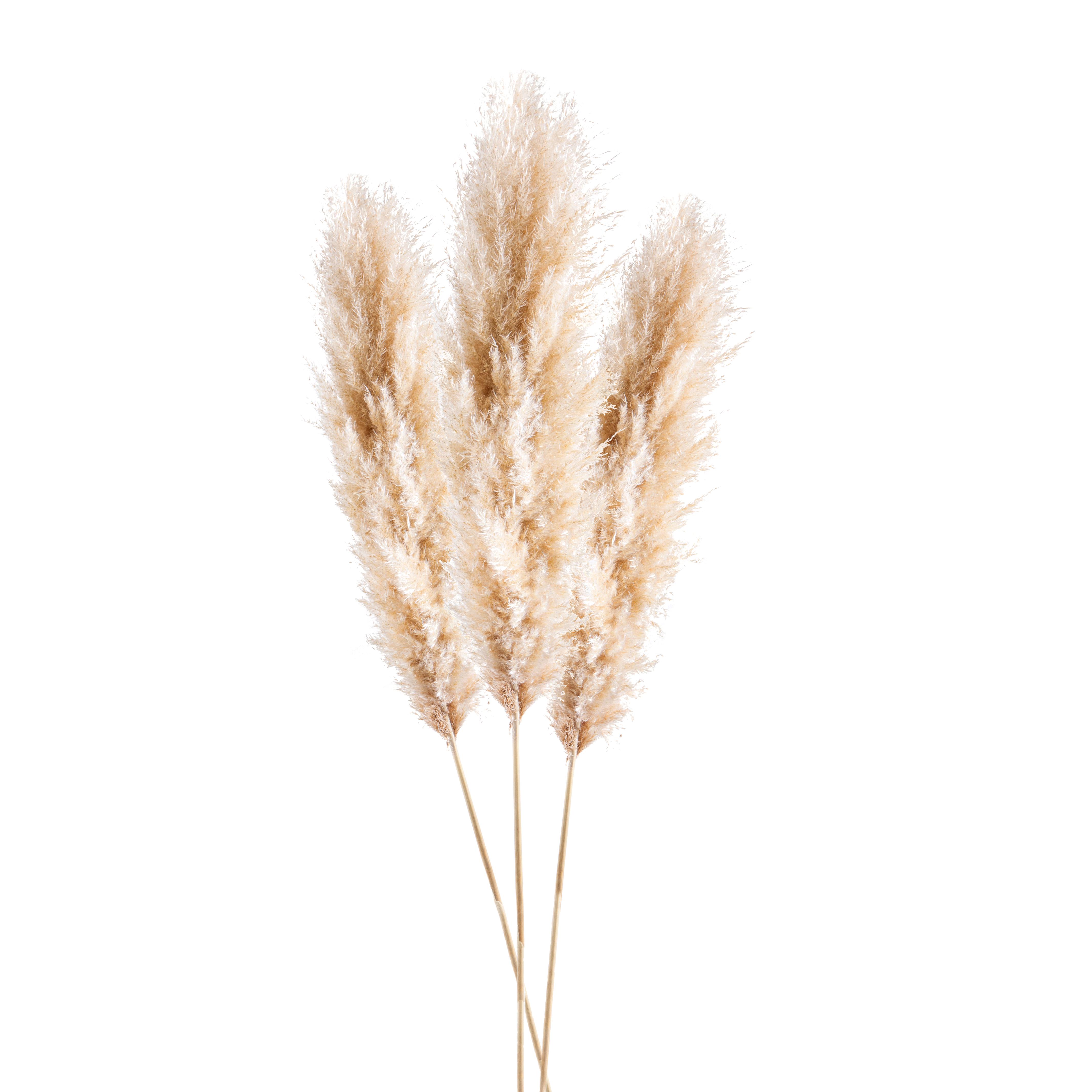 NATURAL PRODUCTS DRIED FLOWERS AND ERBS, FLOWERS, FRUITS AND NATURAL PROTEES, PAMPAS NATURALE 1 PZ 140/150 CM SACCO