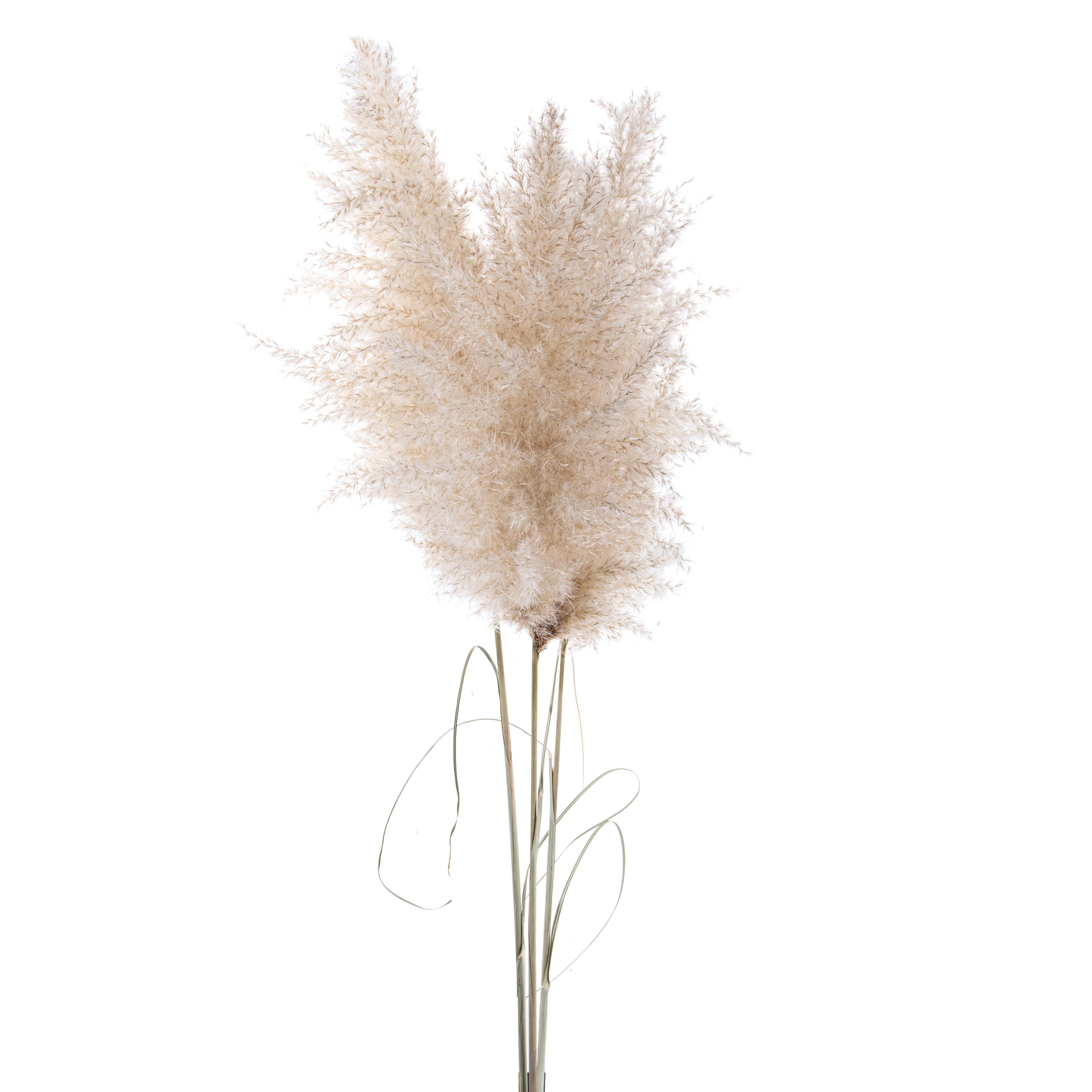NATURAL PRODUCTS DRIED FLOWERS AND ERBS, FLOWERS, FRUITS AND NATURAL PROTEES, PAMPAS NAT. 1 PZ 140 CM PIUMA/MED.