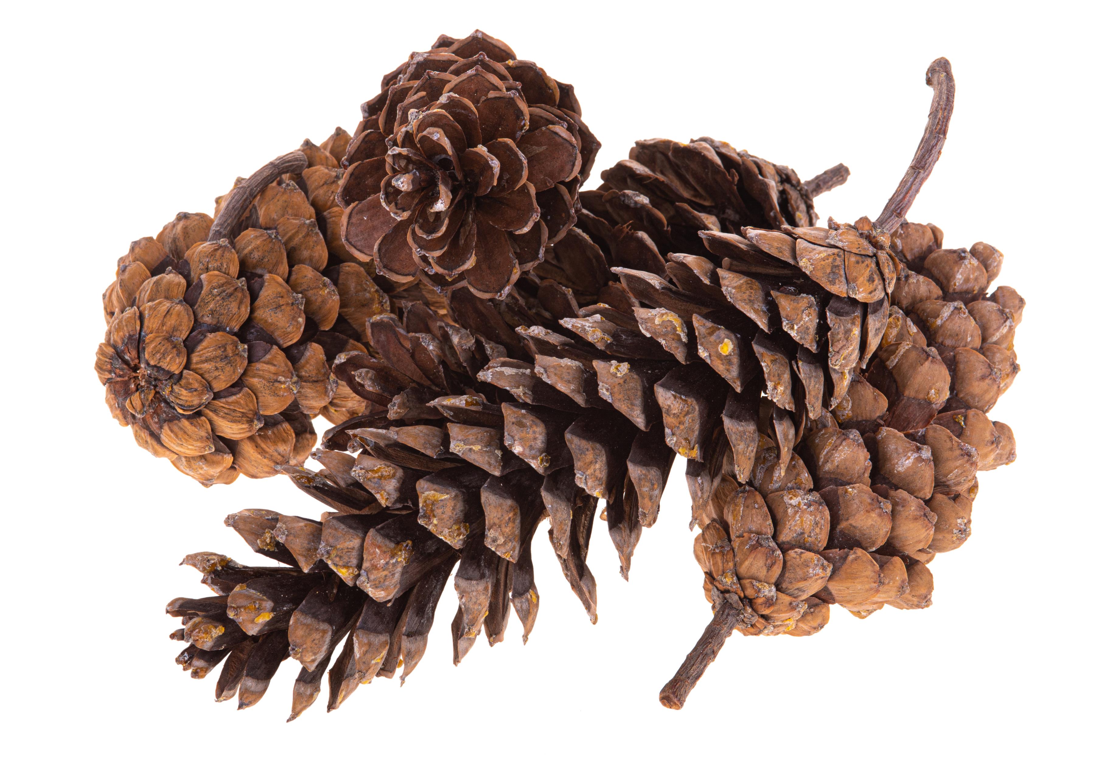 NATURAL PRODUCTS DRIED FLOWERS AND ERBS, CONES, FRUITS n coco's loose, PINA LAMBERTIANA 16/20 CM CA.1 PZ RETE