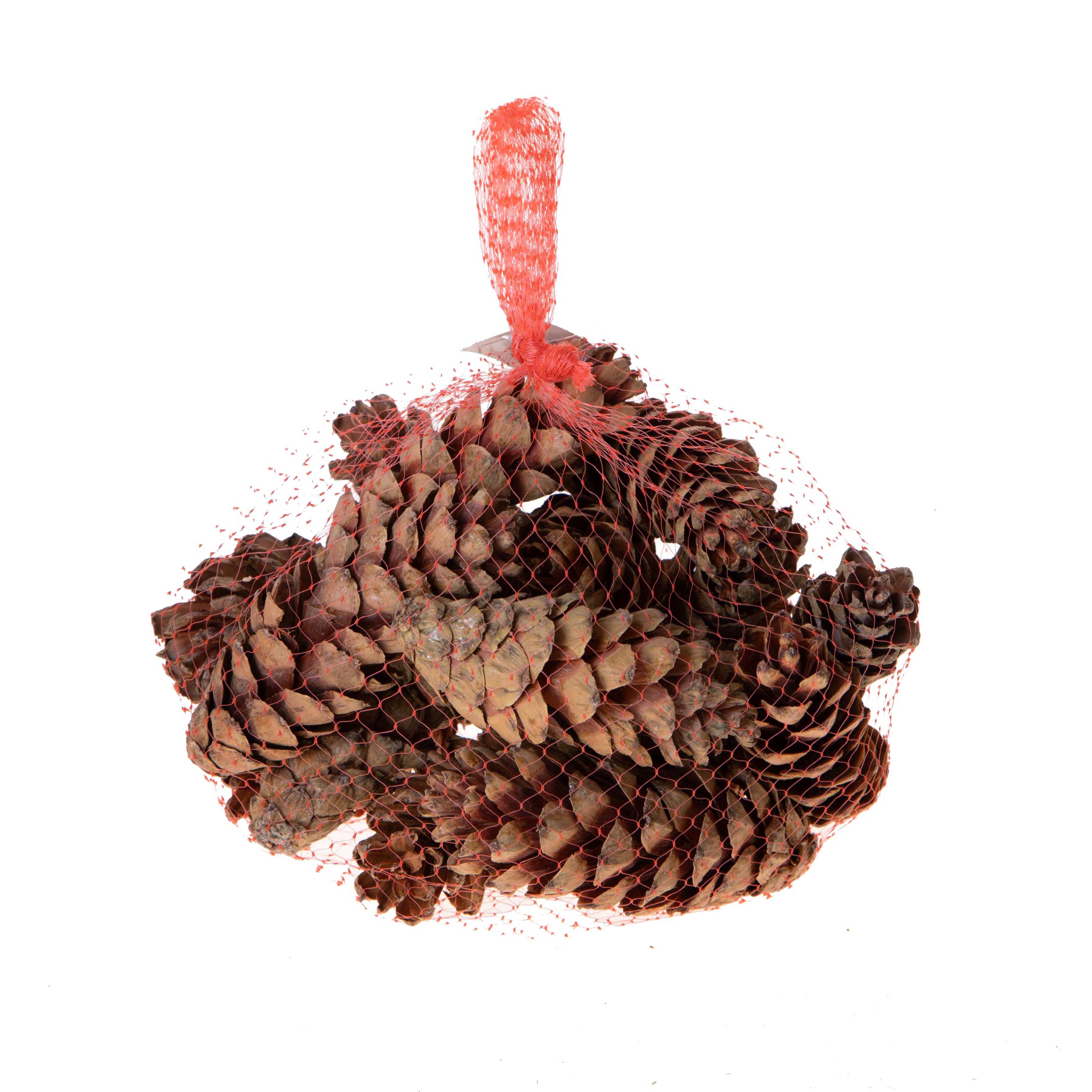 PINE STROBUS 10/15 CM 15 PZ CIRCA