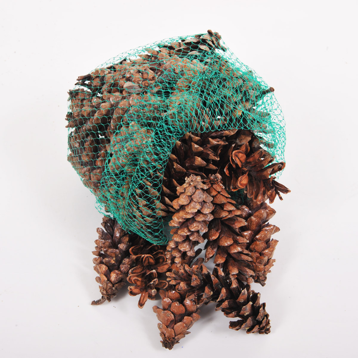 PINE STROBUS 10/15 CM 15 PZ CIRCA