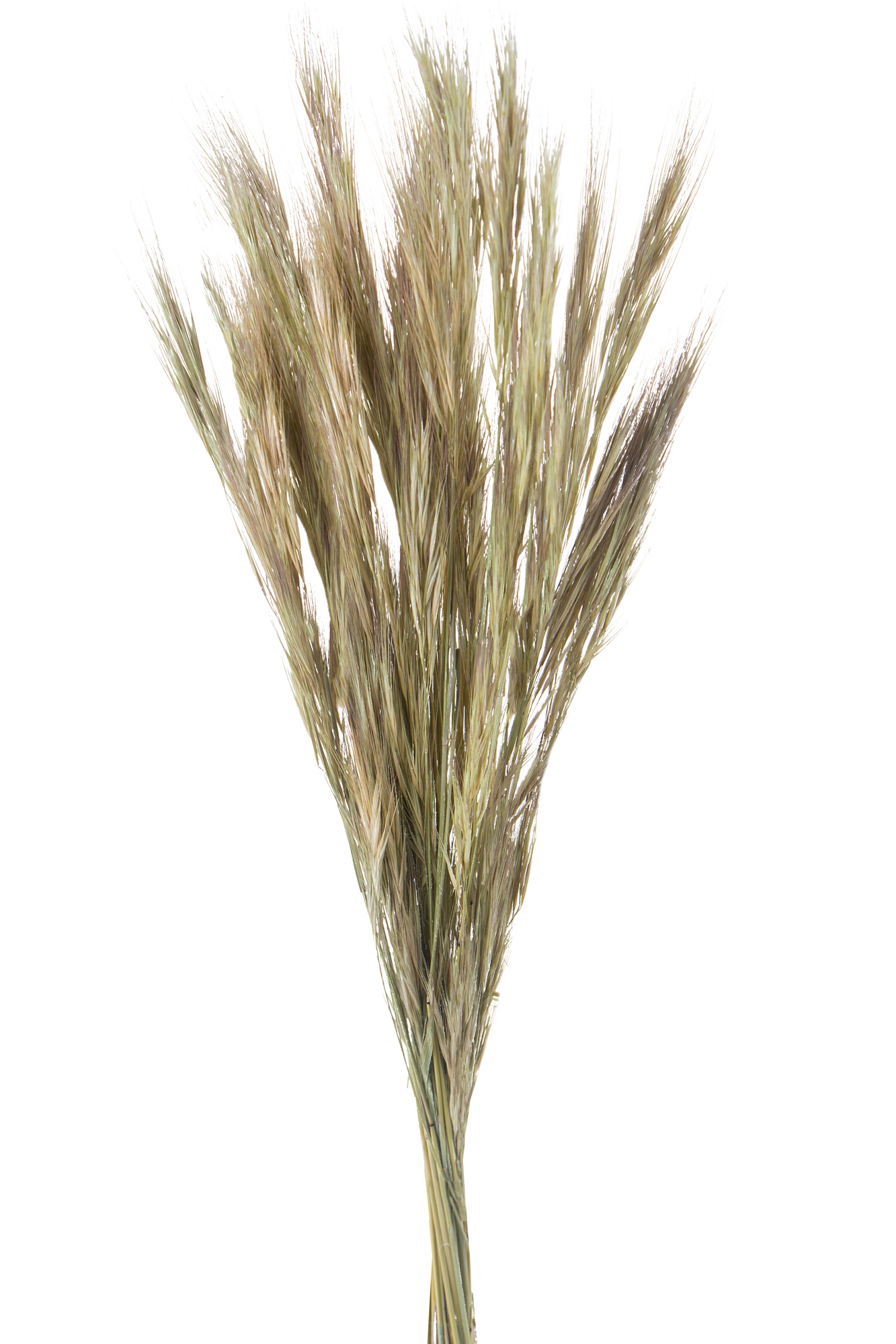 NATURAL PRODUCTS DRIED FLOWERS AND ERBS,BROMUS NAT. MAZZO