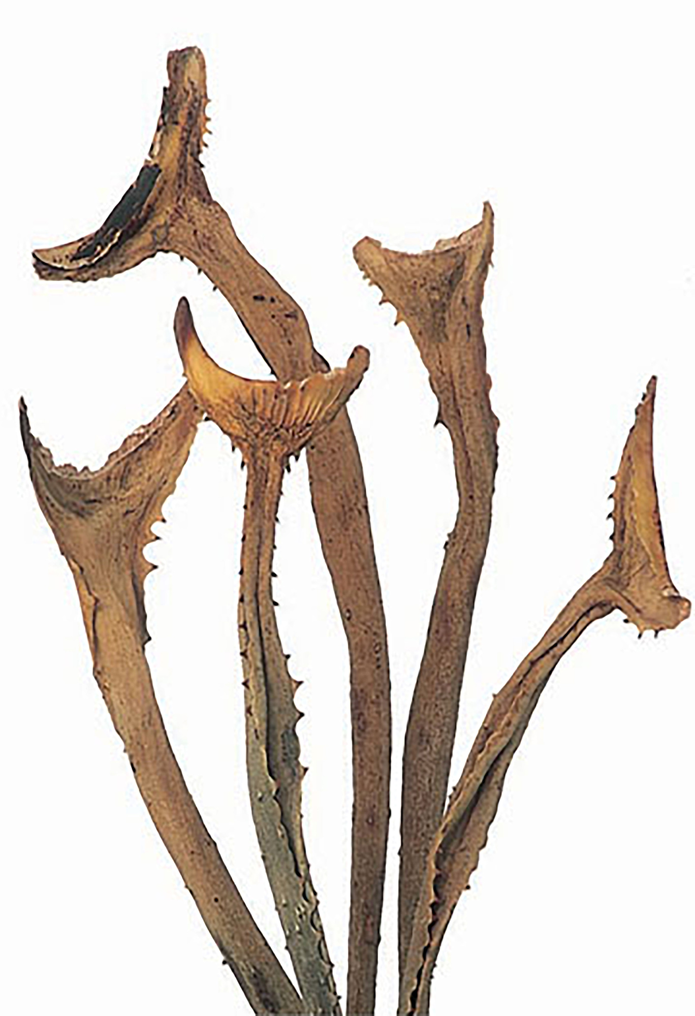 Trockenblumen, Exotisch, Zweige und Dekorationen, PALM SALA NATURALE 30 CM 500 GR