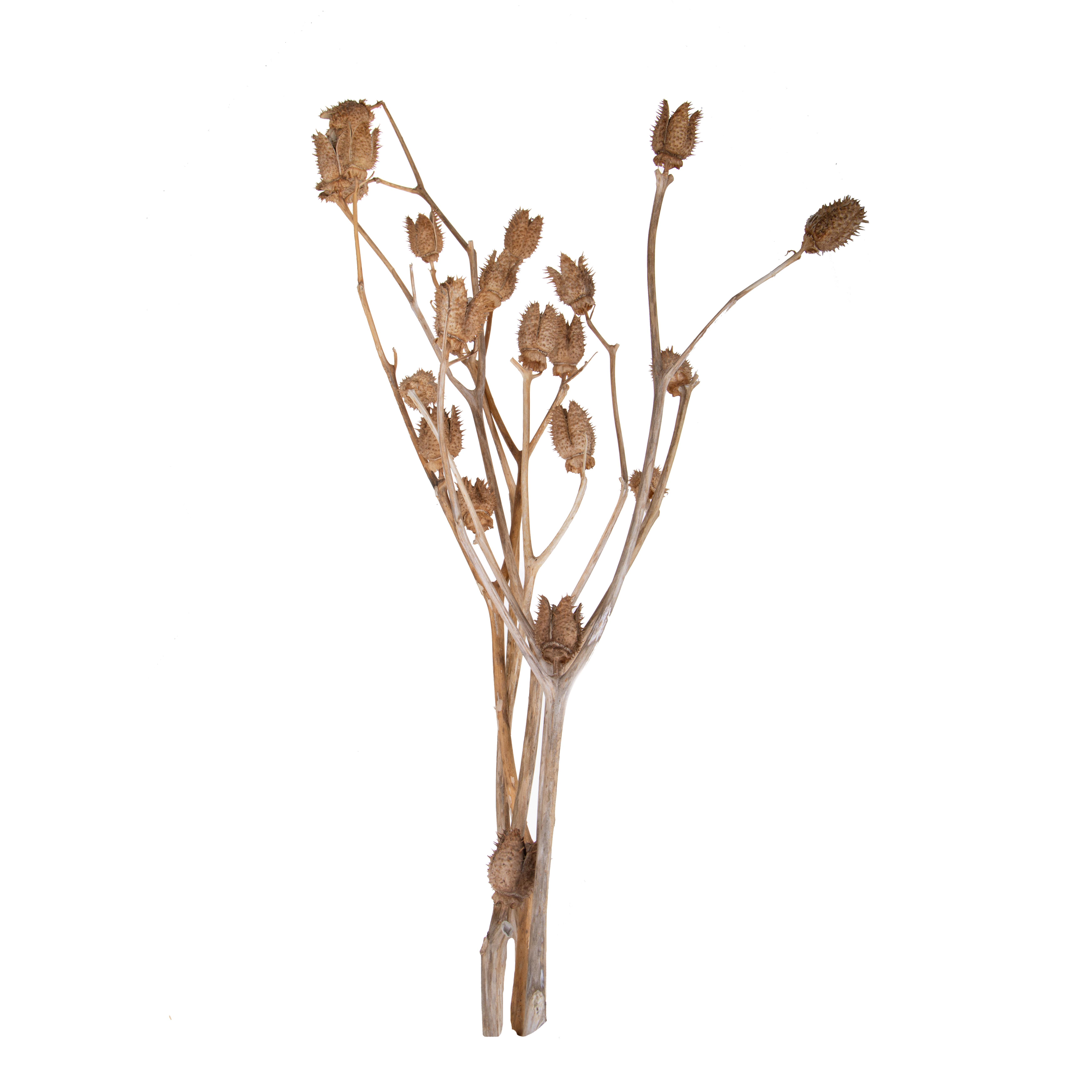 NATURAL PRODUCTS DRIED FLOWERS AND ERBS,STRAMONIO 4 RAMI 80 CM SACCO