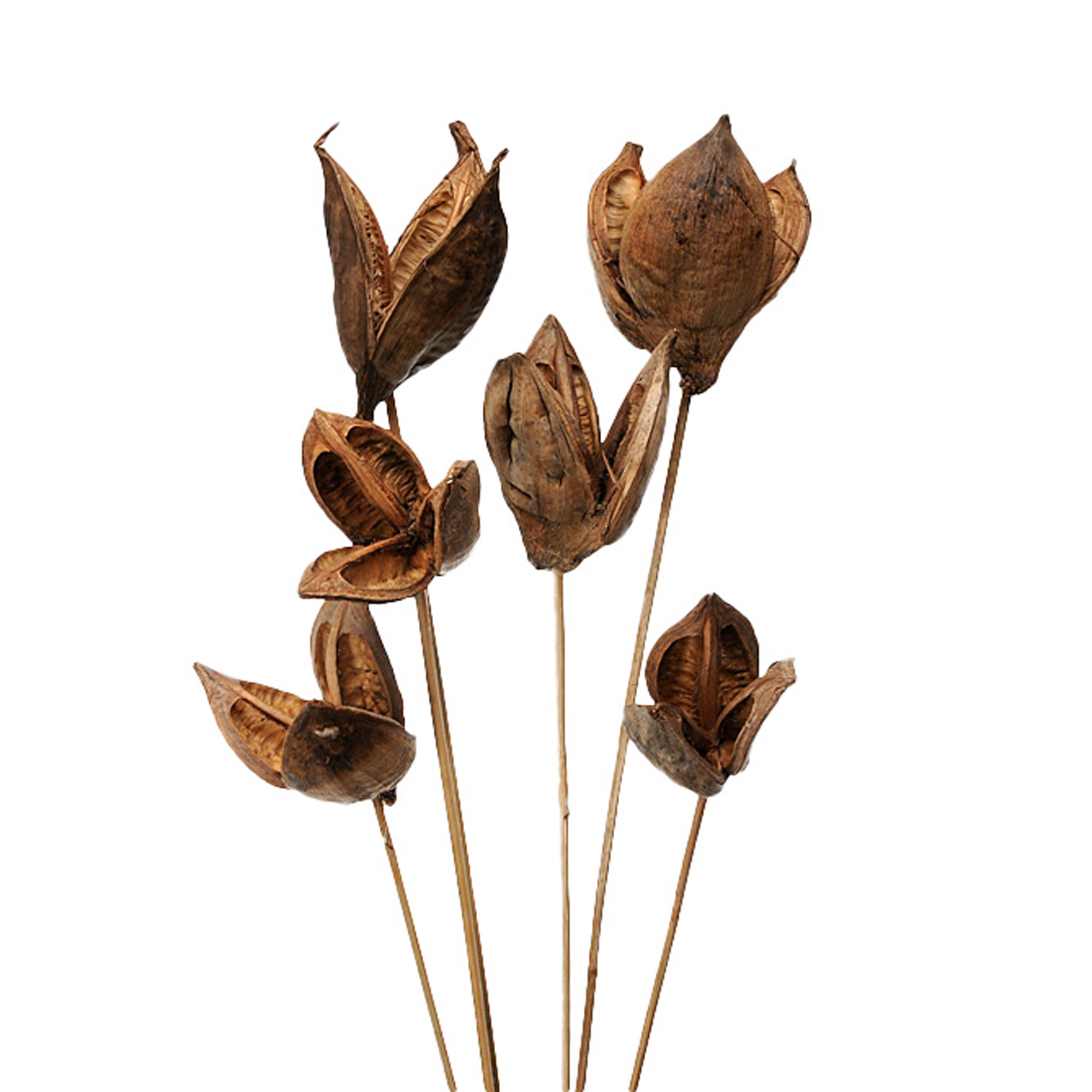 NATURAL PRODUCTS DRIED FLOWERS AND ERBS, Cones and fruits with stem, SOROROCA FRUTTO 3 PZ 75 CM GAMBATO