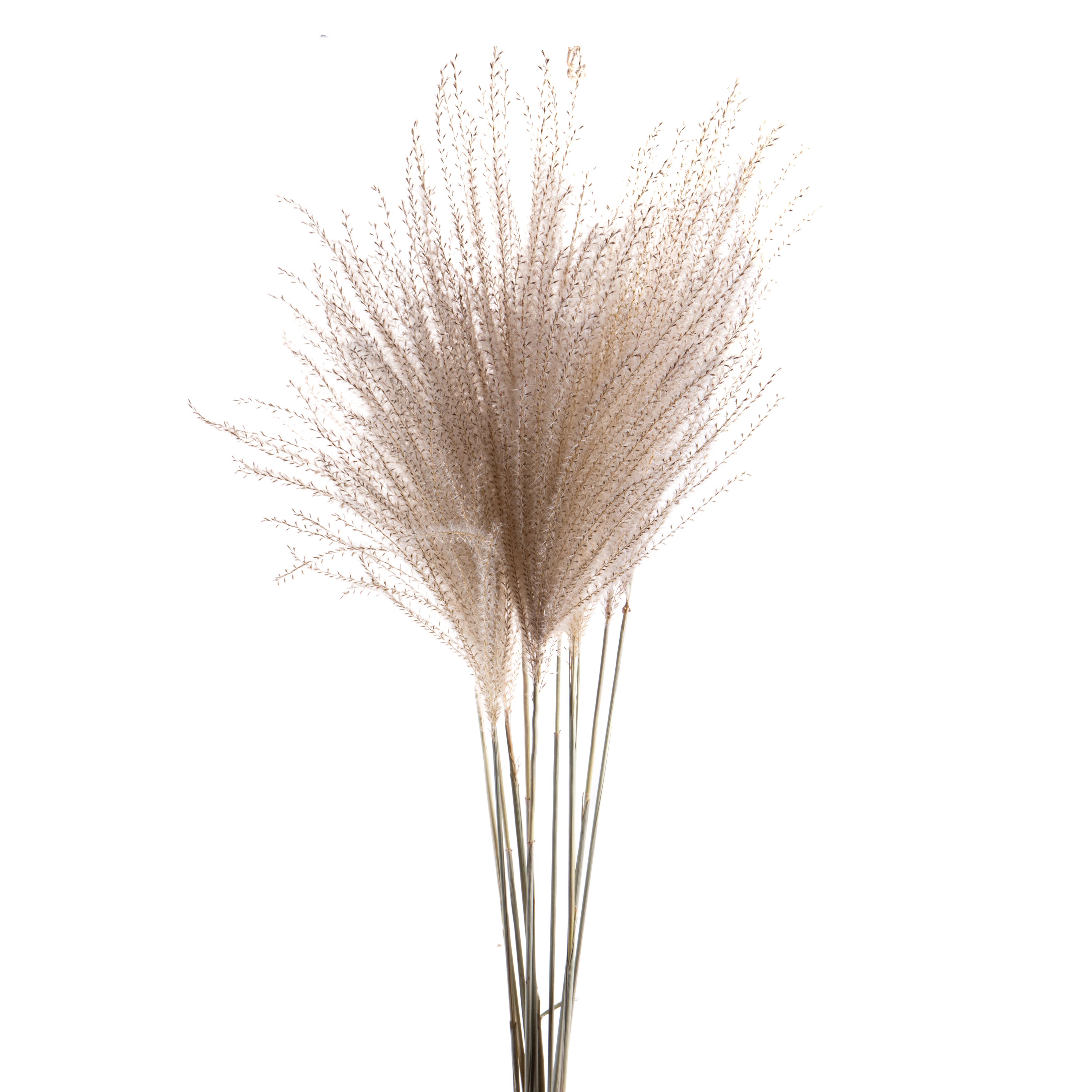 NATURAL PRODUCTS DRIED FLOWERS AND ERBS,EULALIA 1 PZ 130 CM - SACCO