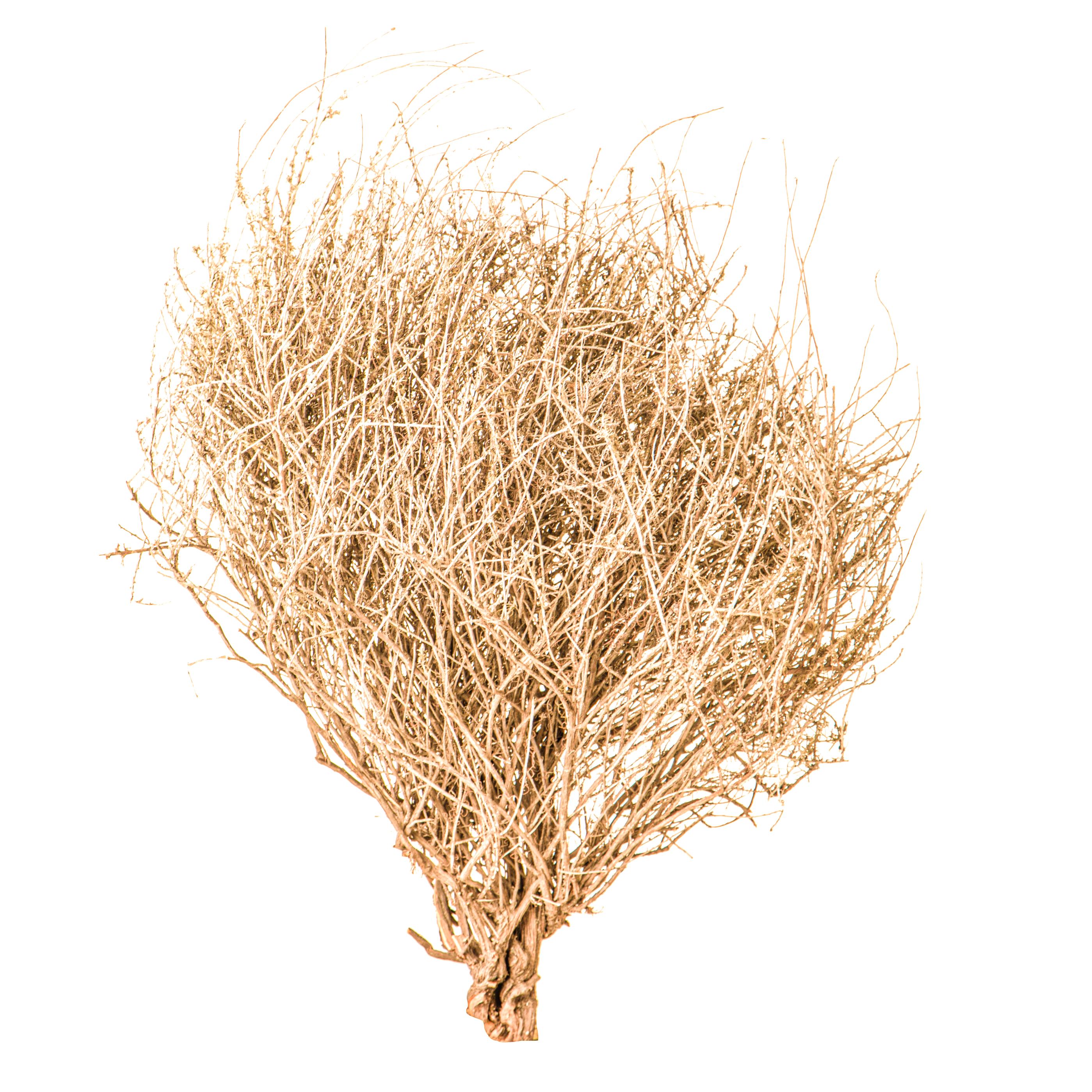 NATURAL PRODUCTS DRIED FLOWERS AND ERBS, COLORED GRASS AND FLOWERS, ERICA CIUFFO 50 CM NO SACCO SBIANCATA