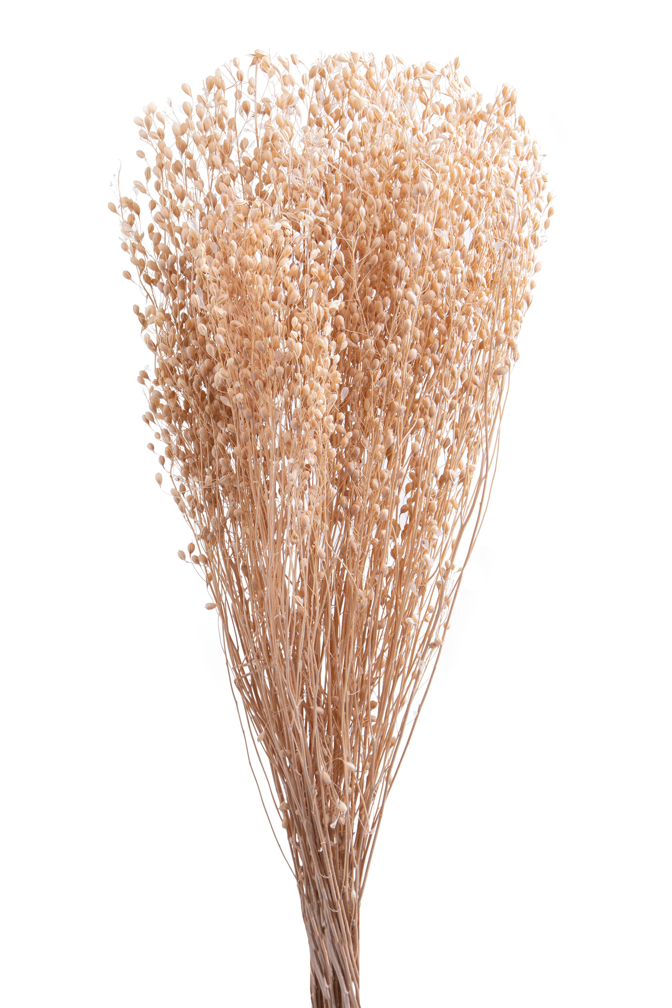 NATURAL PRODUCTS DRIED FLOWERS AND ERBS,COLORED GRASS AND FLOWERS,LEPIDIUM ATRAXA SBIANCATO 100 GR